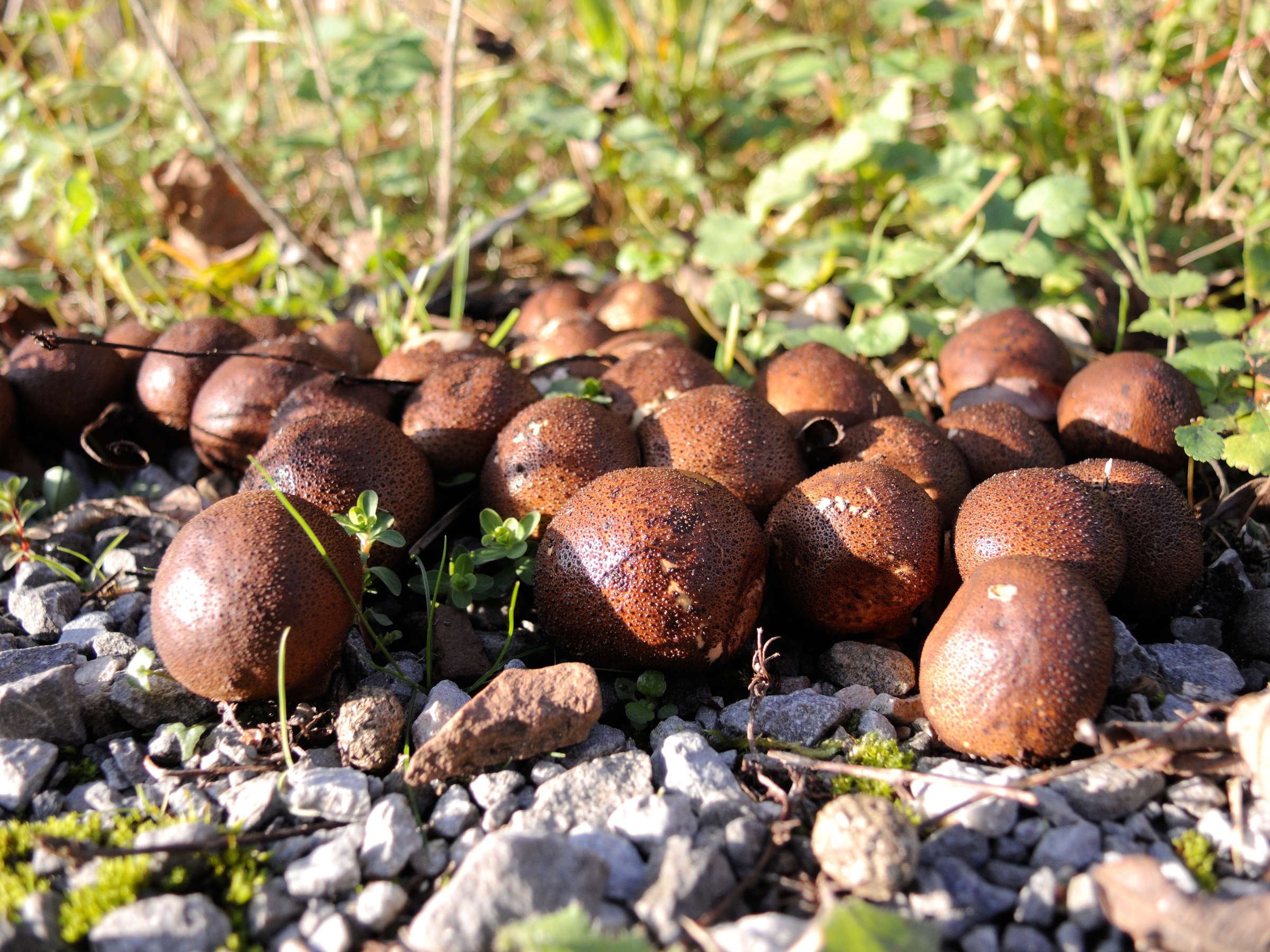 Afficher le média lycoperdon_pyriforme7md lycoperdon_pyriforme7md