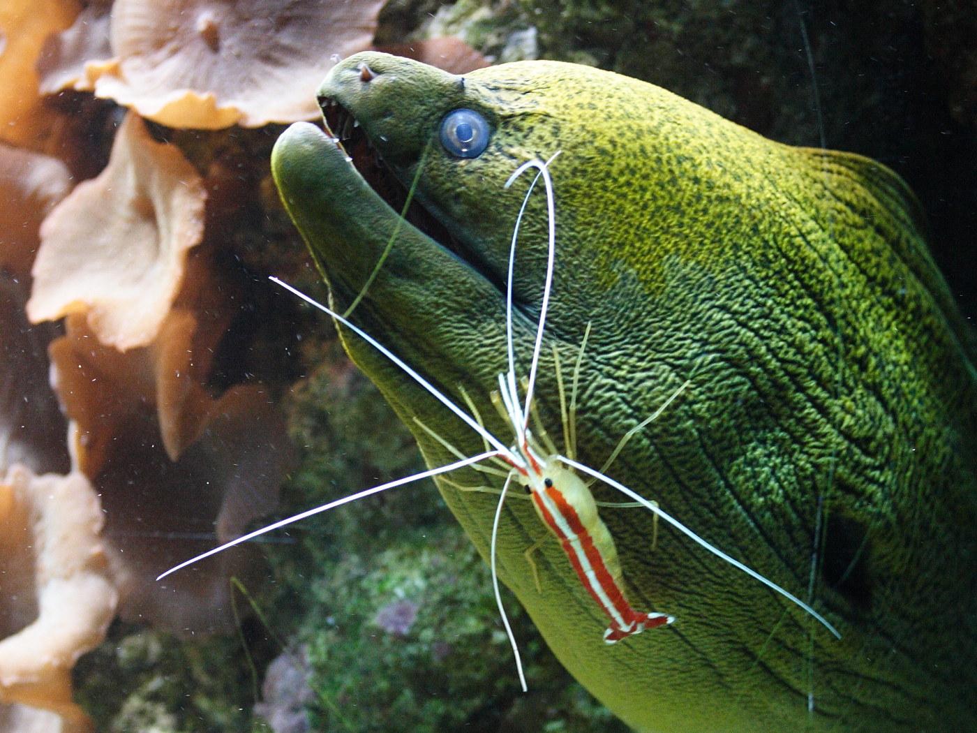 Afficher le média lysmata_amboinensis2md lysmata_amboinensis2md