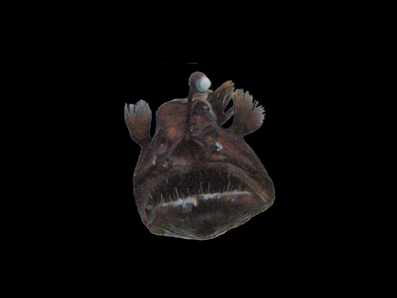 melanocetus_murrayi2md