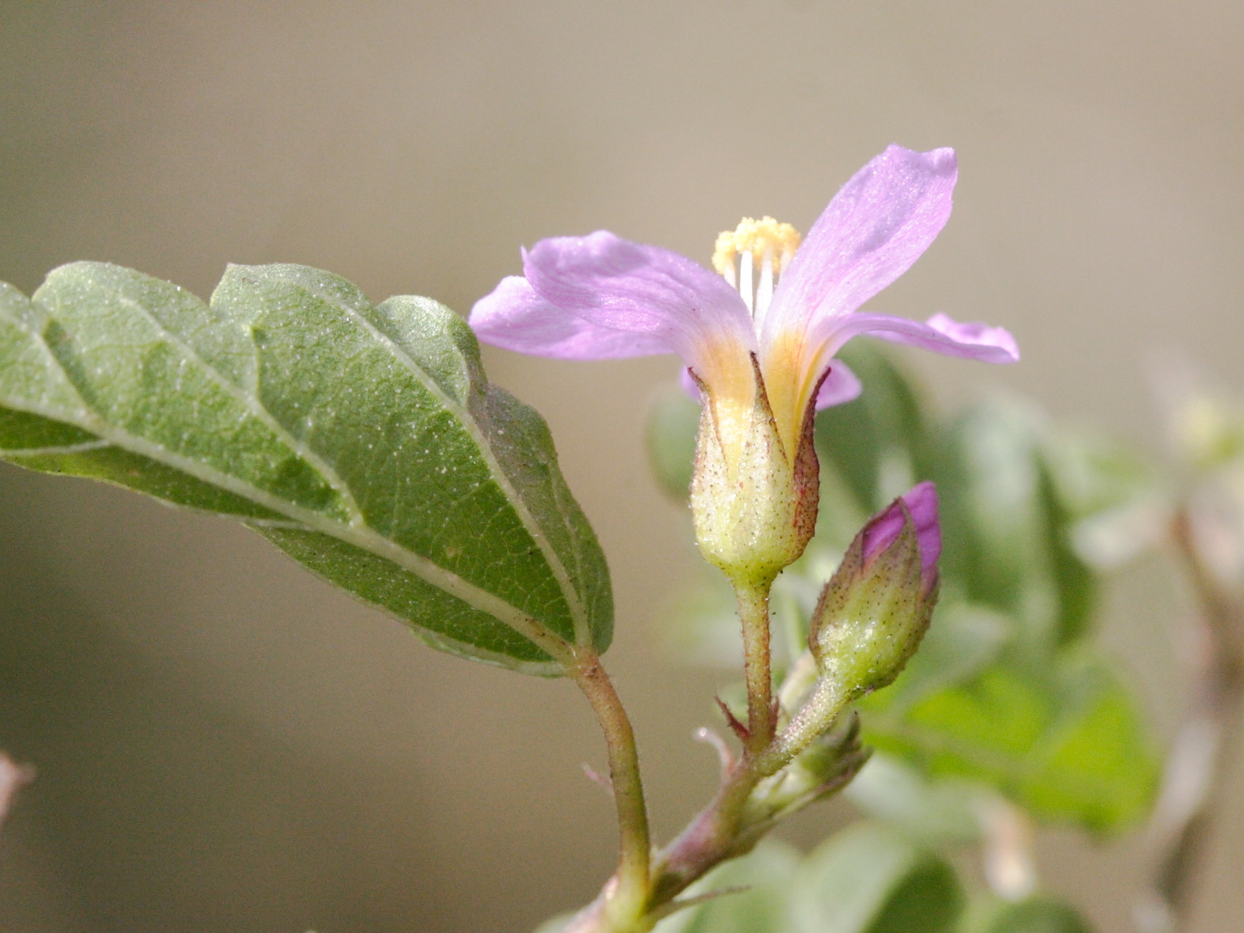 melochia_pyramidata3md