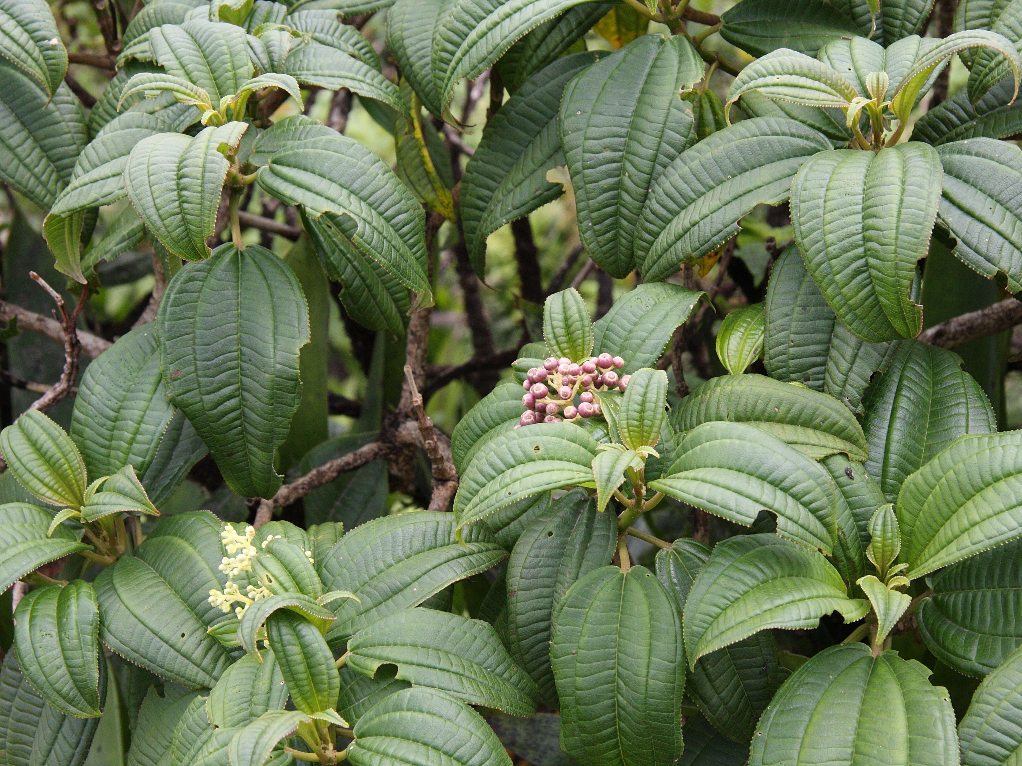 miconia_coriacea4md