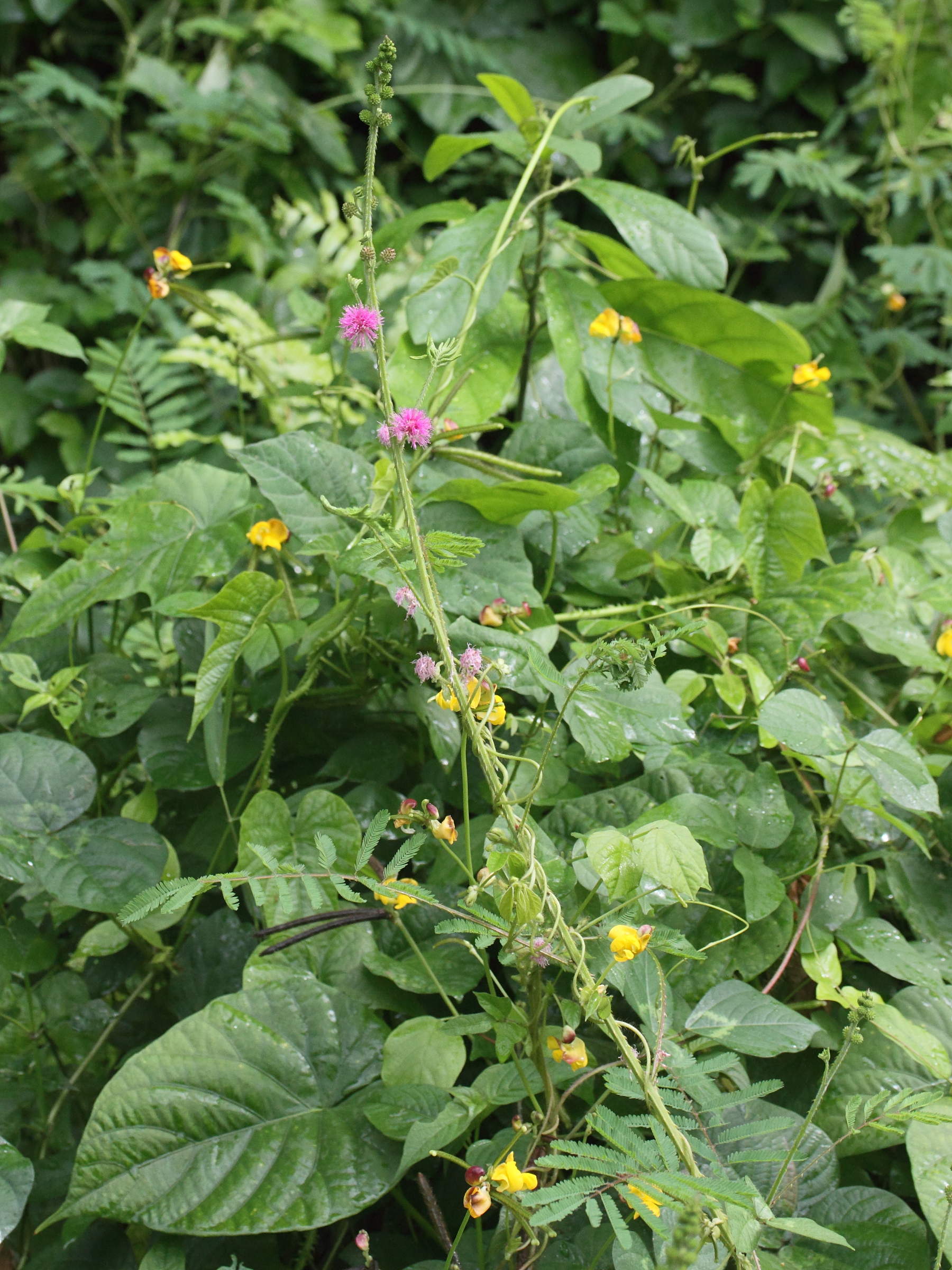 mimosa_diplotricha4md