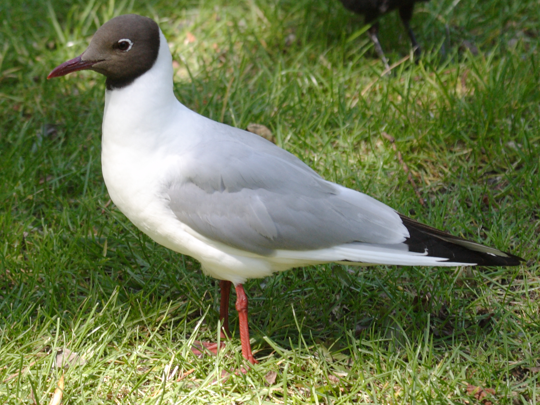 Afficher le média mouette_rieuse_-_chroicocephalus_ridibundus6bd mouette_rieuse_-_chroicocephalus_ridibundus6bd