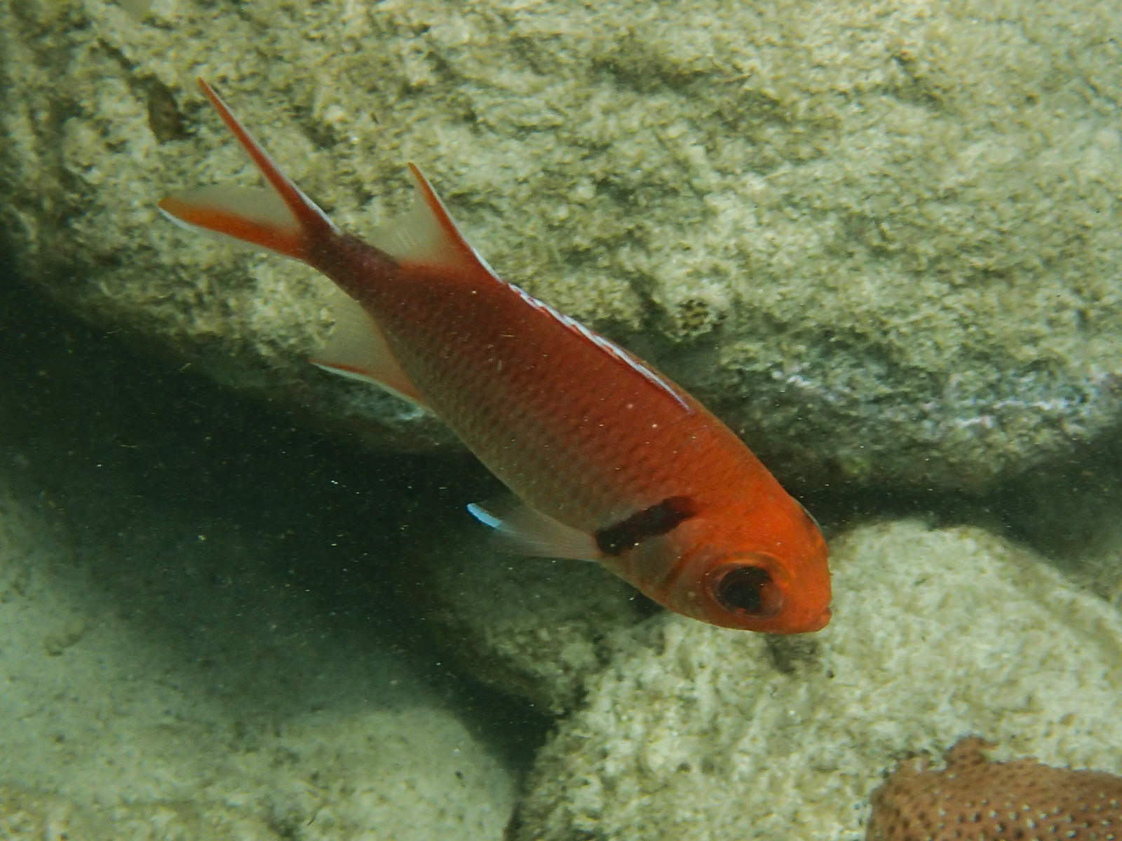 myripristis_jacobus1sd