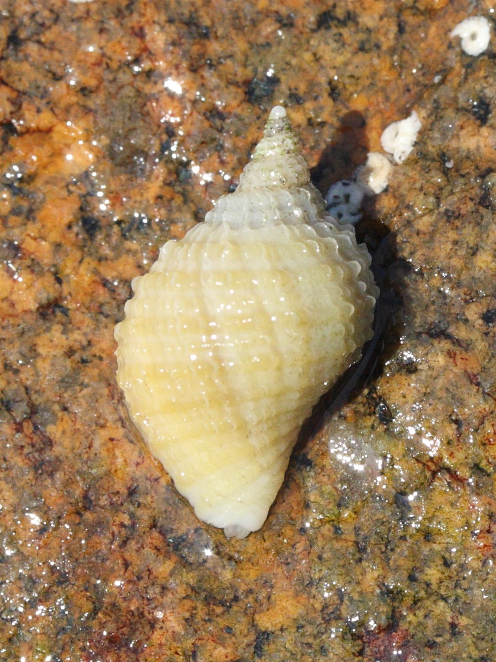 nucella_lapillus_juv1md