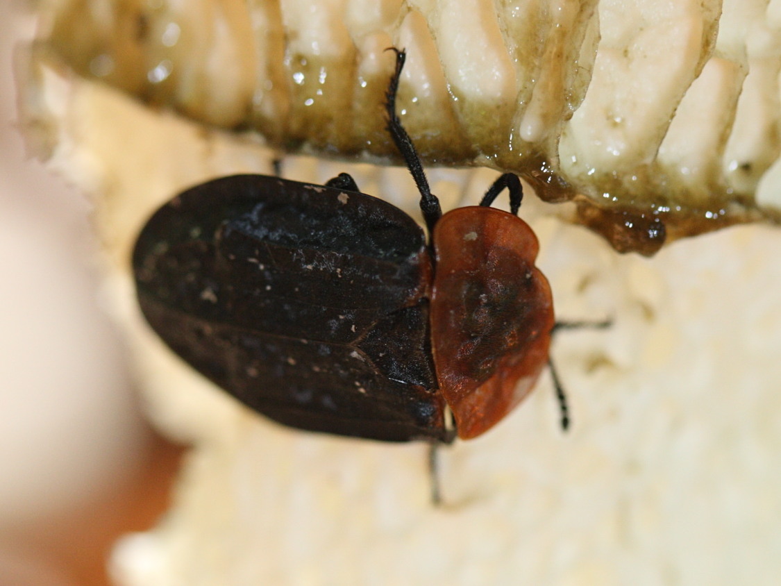 oiceoptoma_thoracicum1md