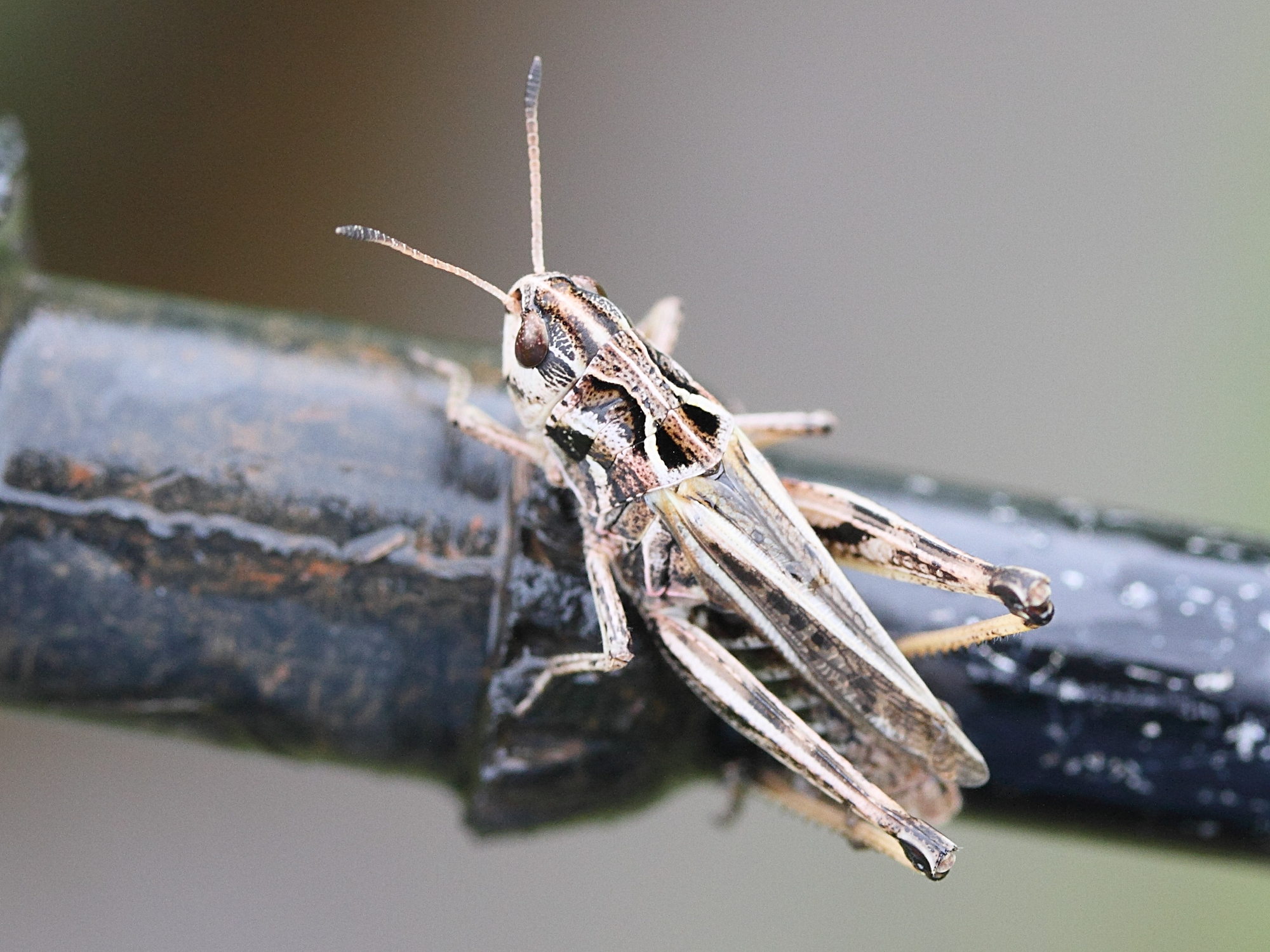 omocestus_haemorrhoidalis2md