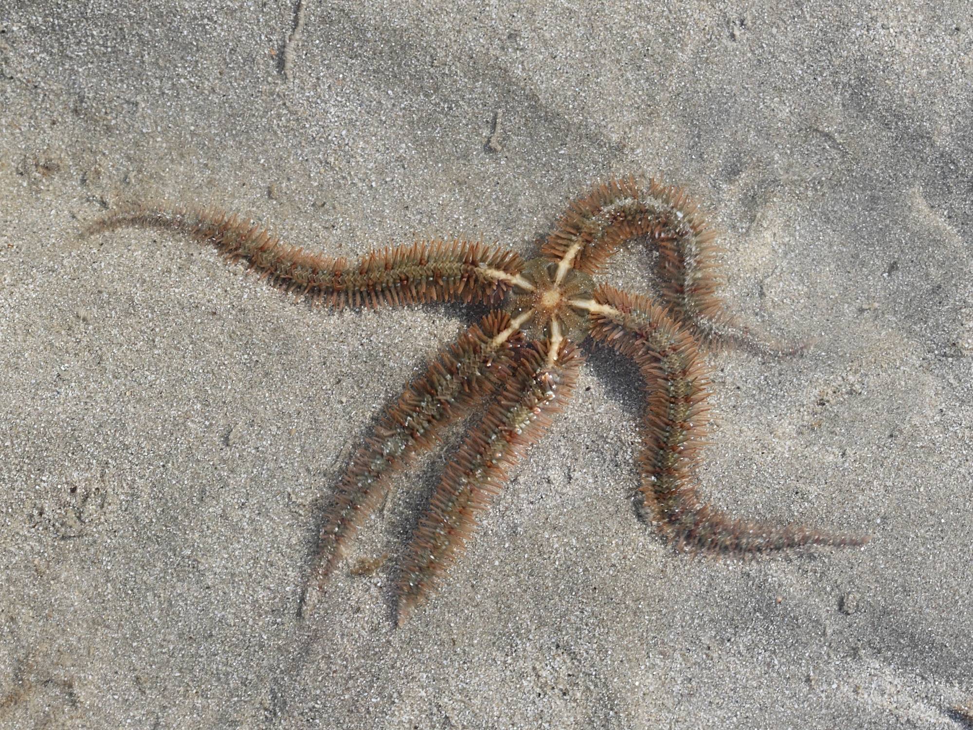 Afficher le média ophiothrix_fragilis ophiothrix_fragilis