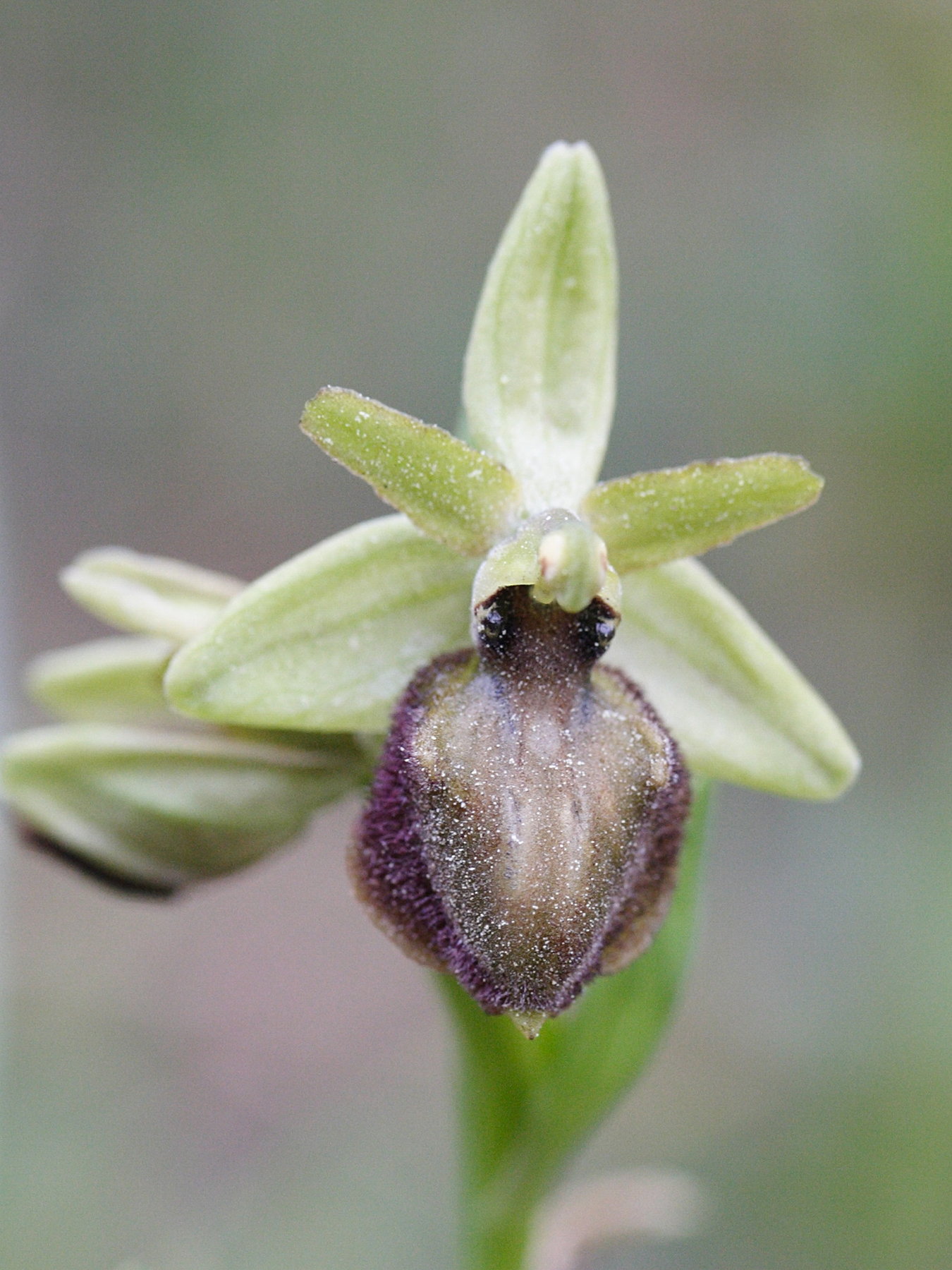 Afficher le média ophrys_arachnitiformis3md ophrys_arachnitiformis3md