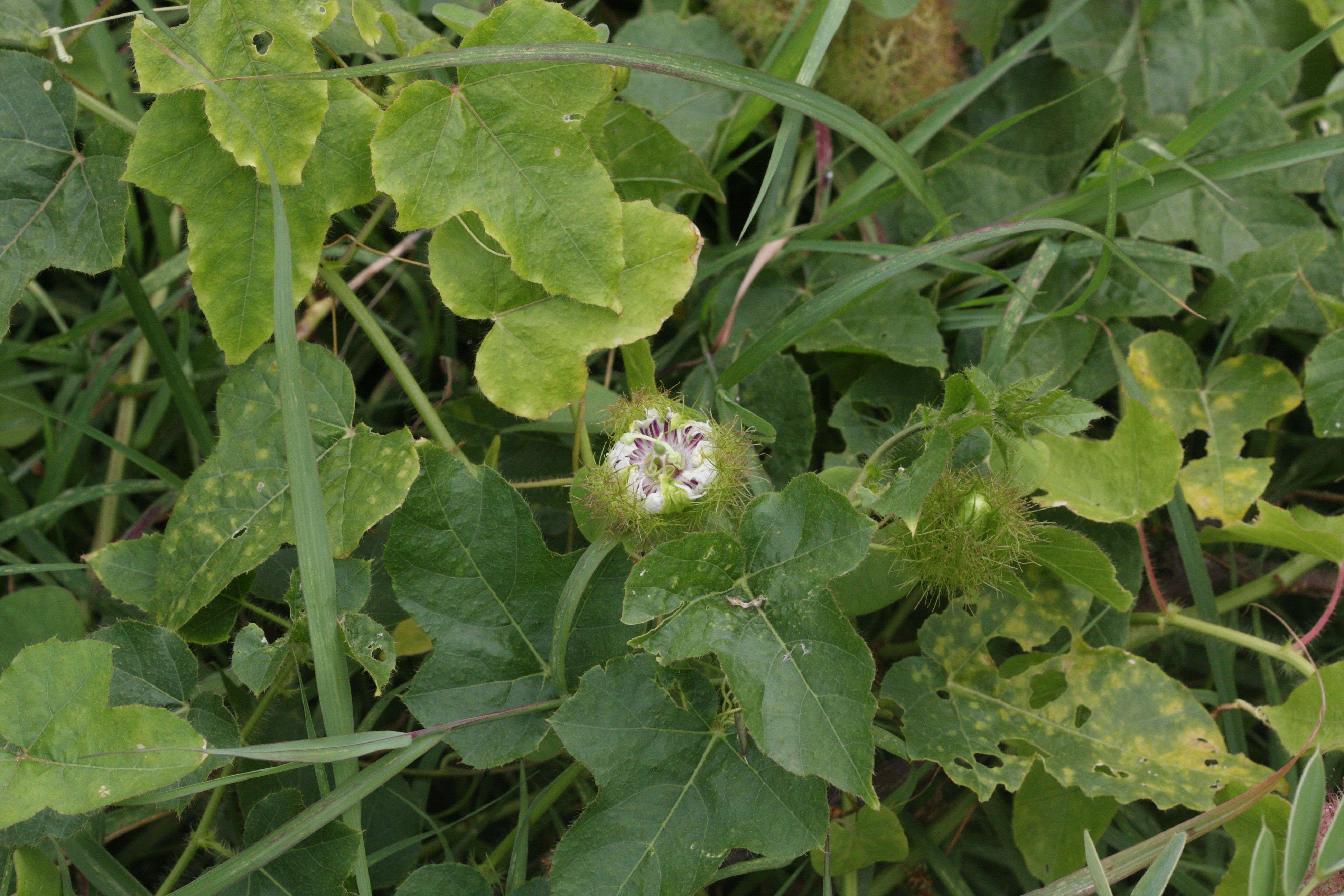 passiflora_foetida3md