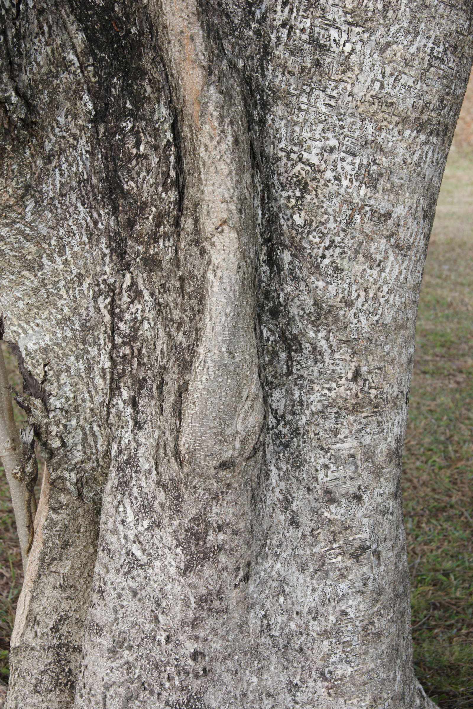 peltophorum_pterocarpum3md