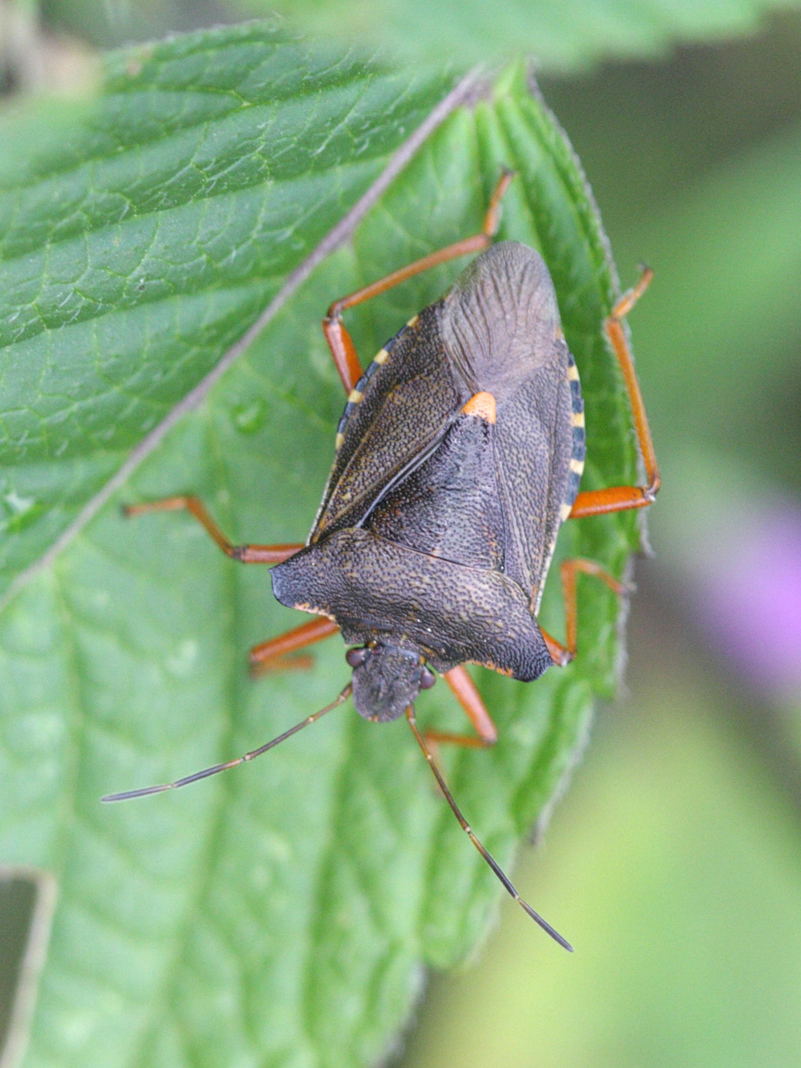 pentatoma_rufipes4bd