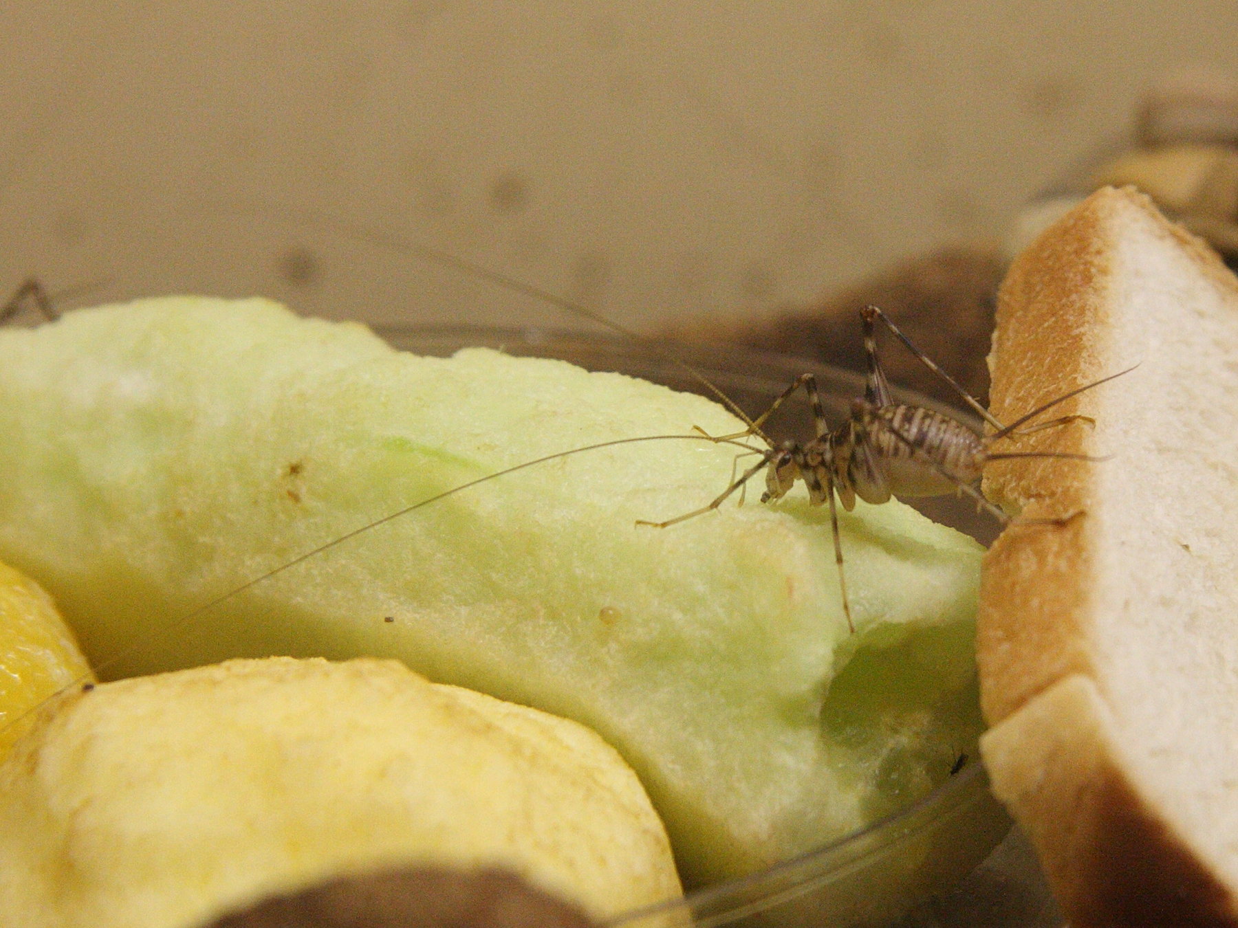 Afficher le média phaeophilacris_bredoides1sd phaeophilacris_bredoides1sd