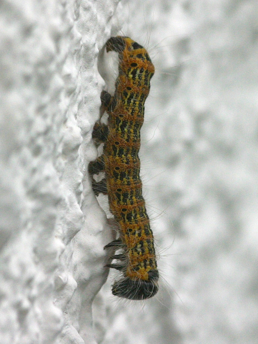 phalera_bucephala_ch1md