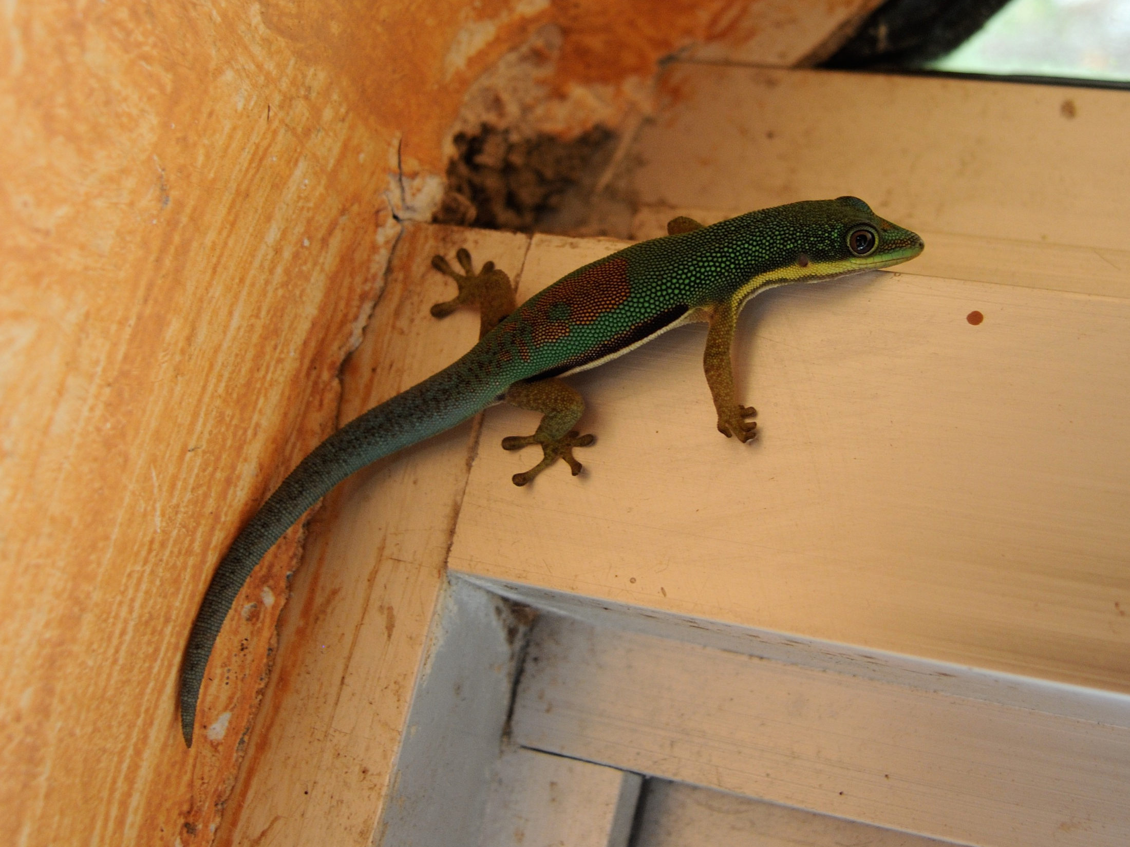 phelsuma_lineata2md
