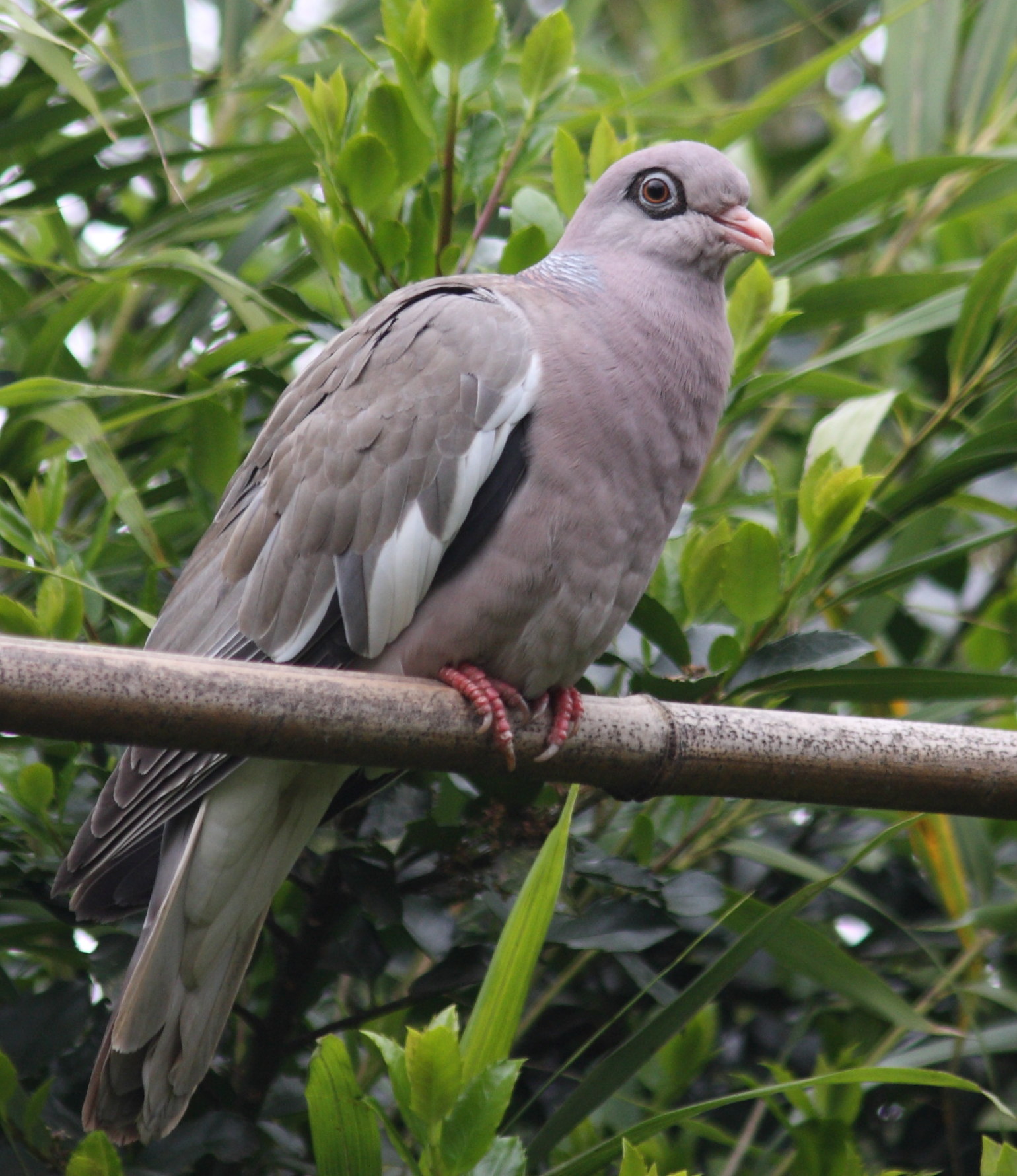 Afficher le média pigeon_a_ailes_blanches_-_patagioenas_corensis1sd pigeon_a_ailes_blanches_-_patagioenas_corensis1sd