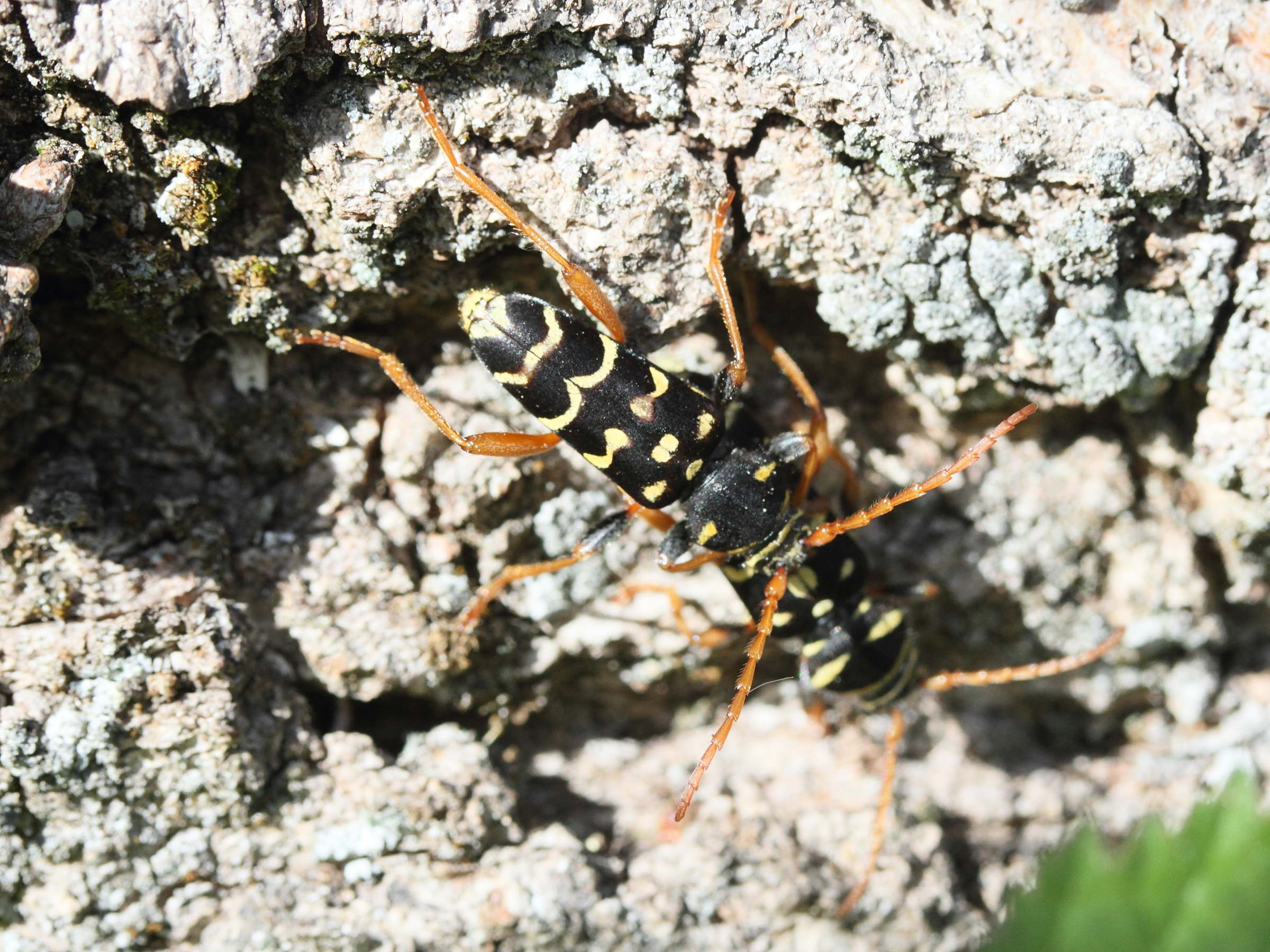 plagionotus_arcuatus2md