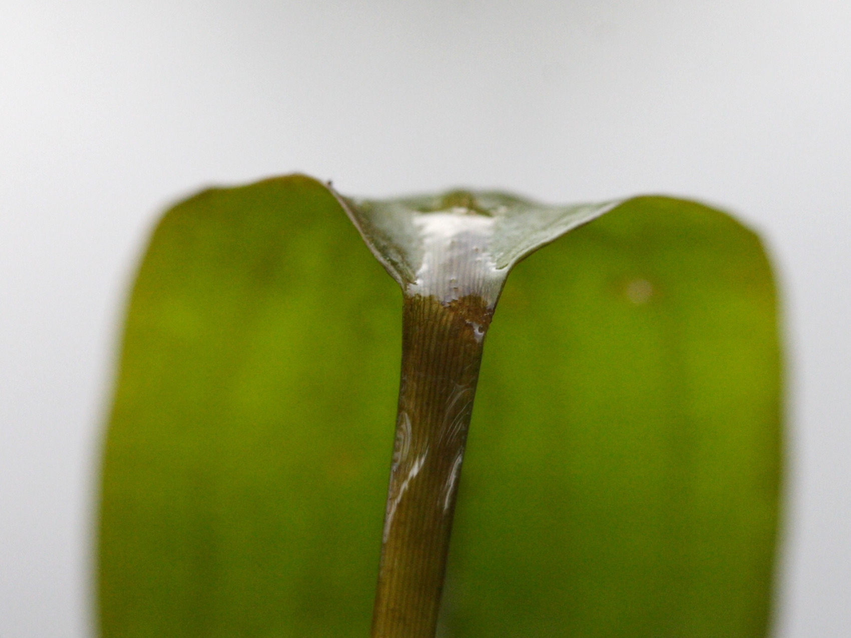 potamogeton_polygonifolius3md