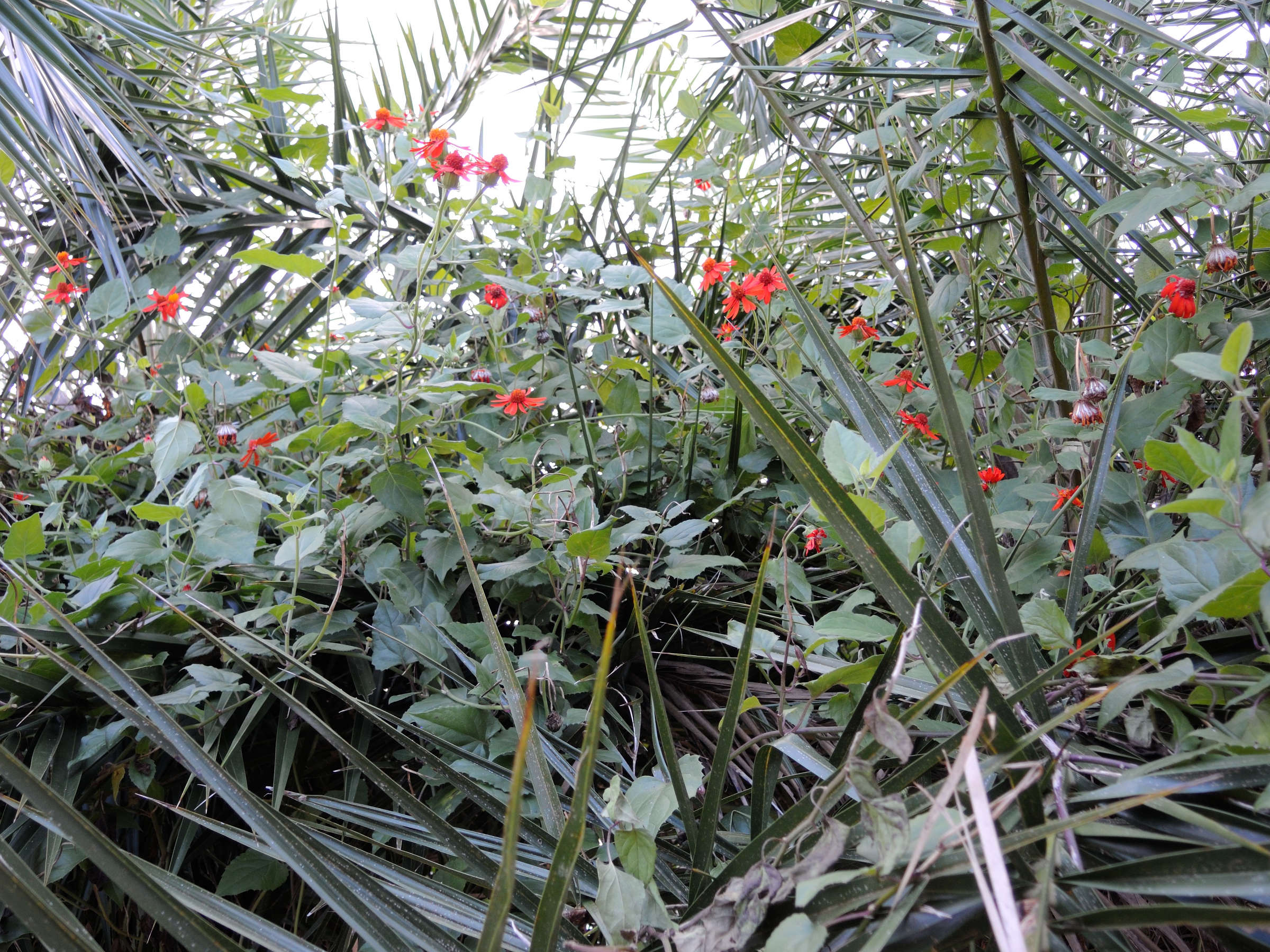 Afficher le média Pseudogynoxys_chenopodioides Pseudogynoxys_chenopodioides