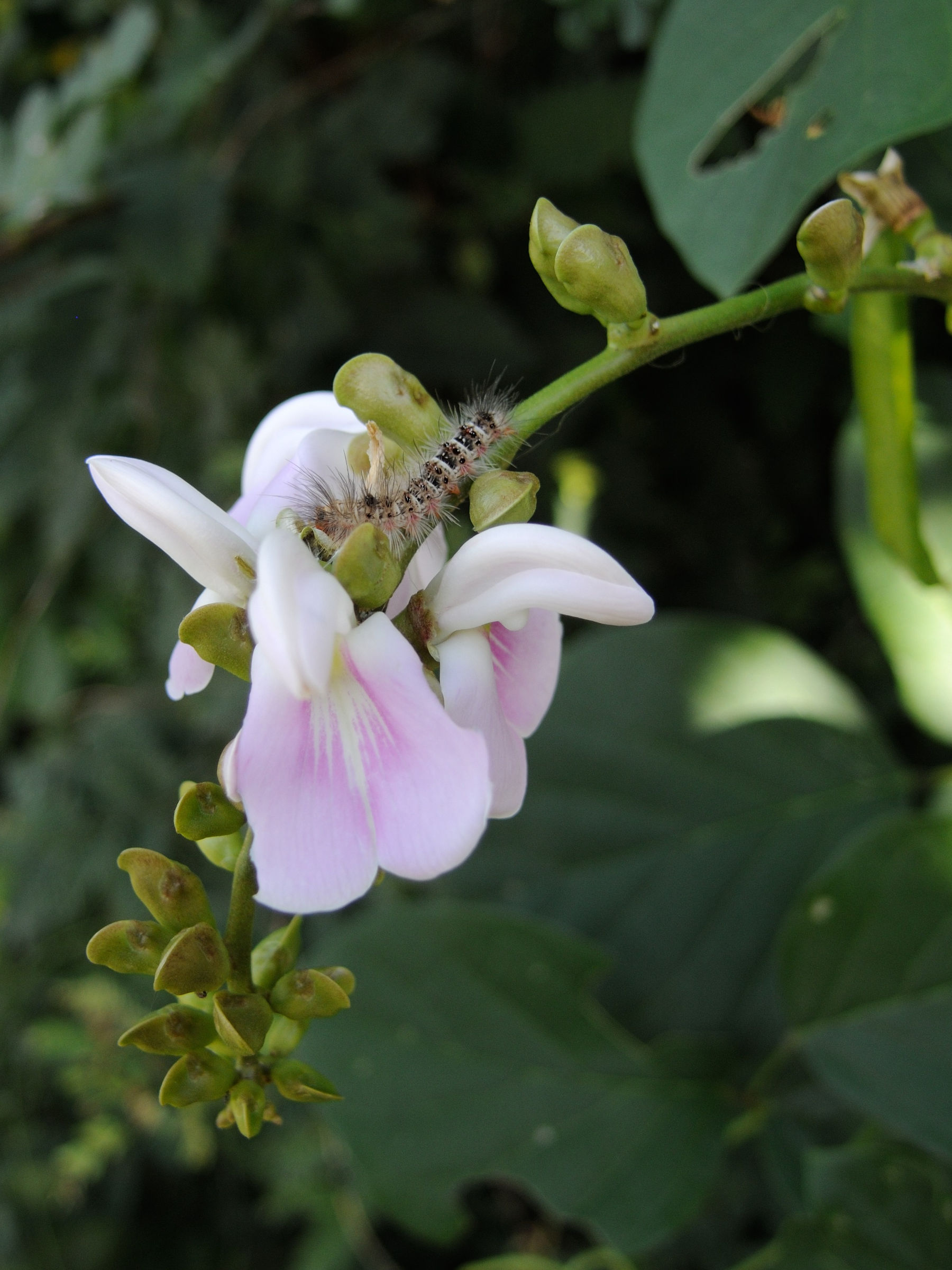 Afficher le média psophocarpus_scandens4md psophocarpus_scandens4md