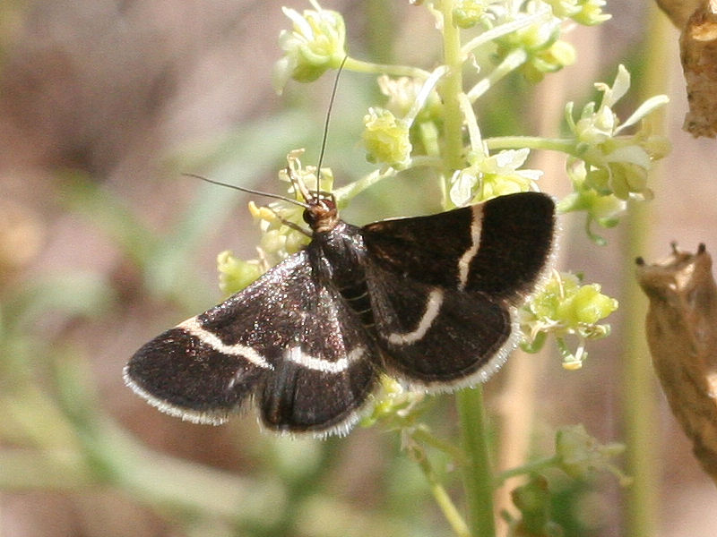 Afficher le média pyrausta_cingulata1bd pyrausta_cingulata1bd
