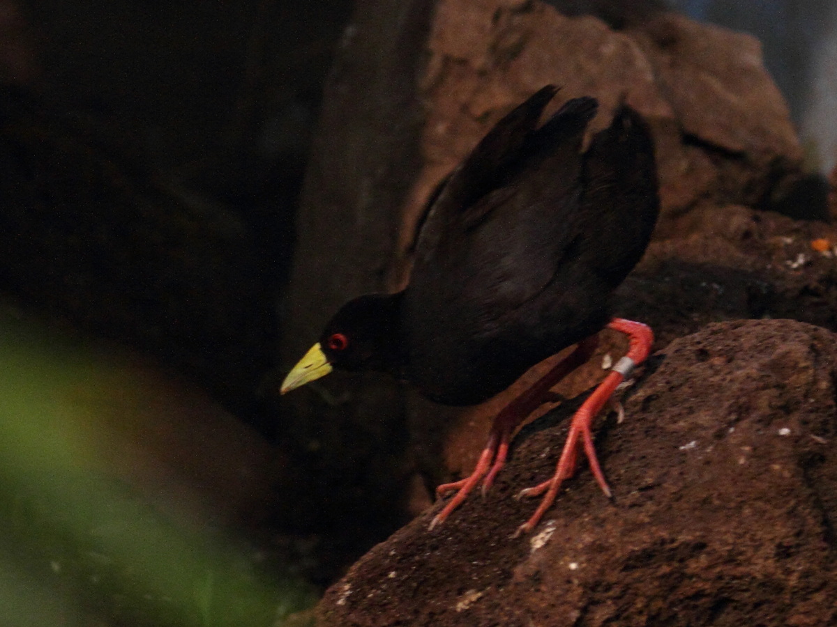 rale_a_bec_jaune_-_amaurornis_flavirostra1bd