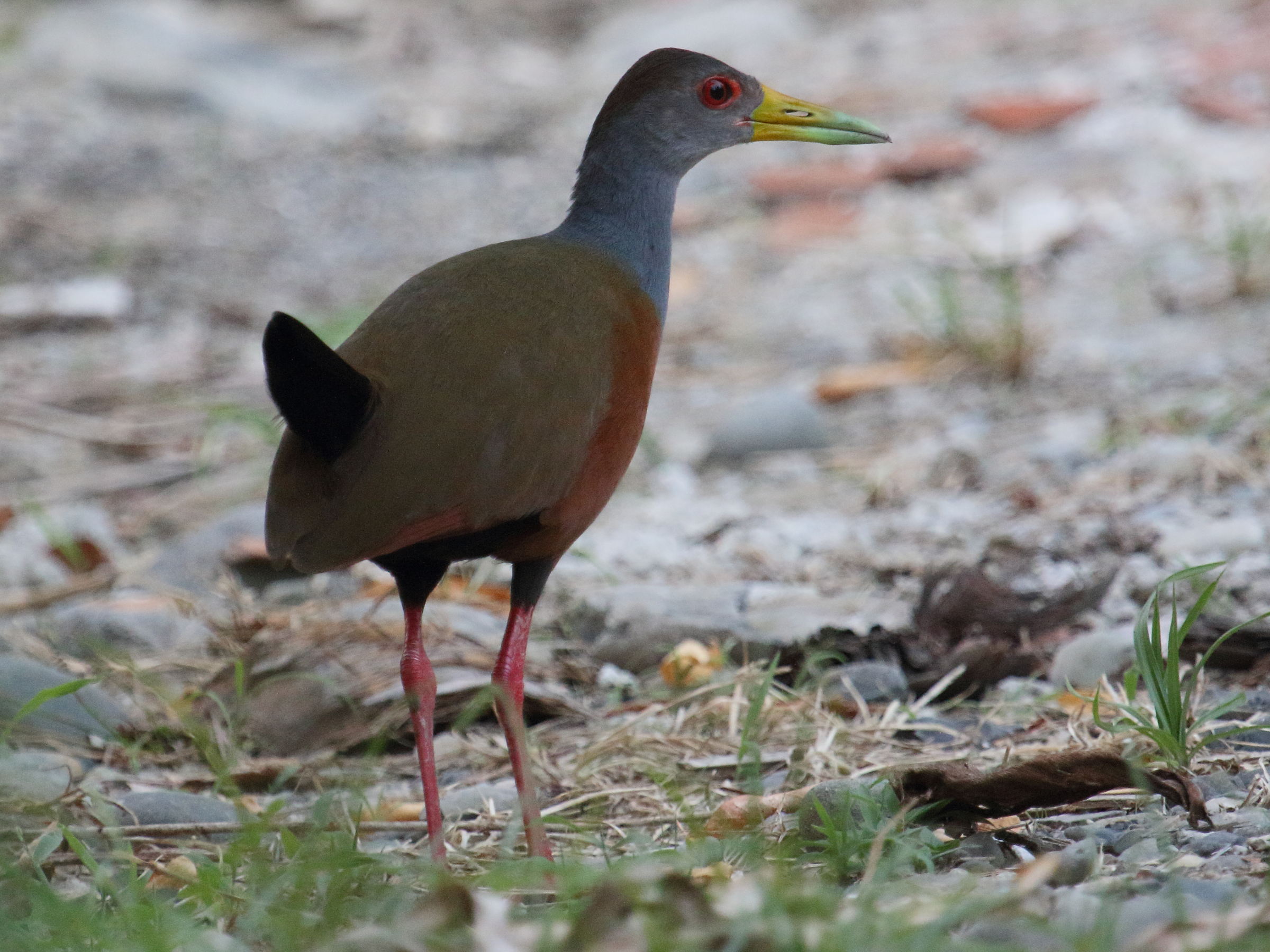 rale_de_cayenne_-_aramides_cajeanus4bd