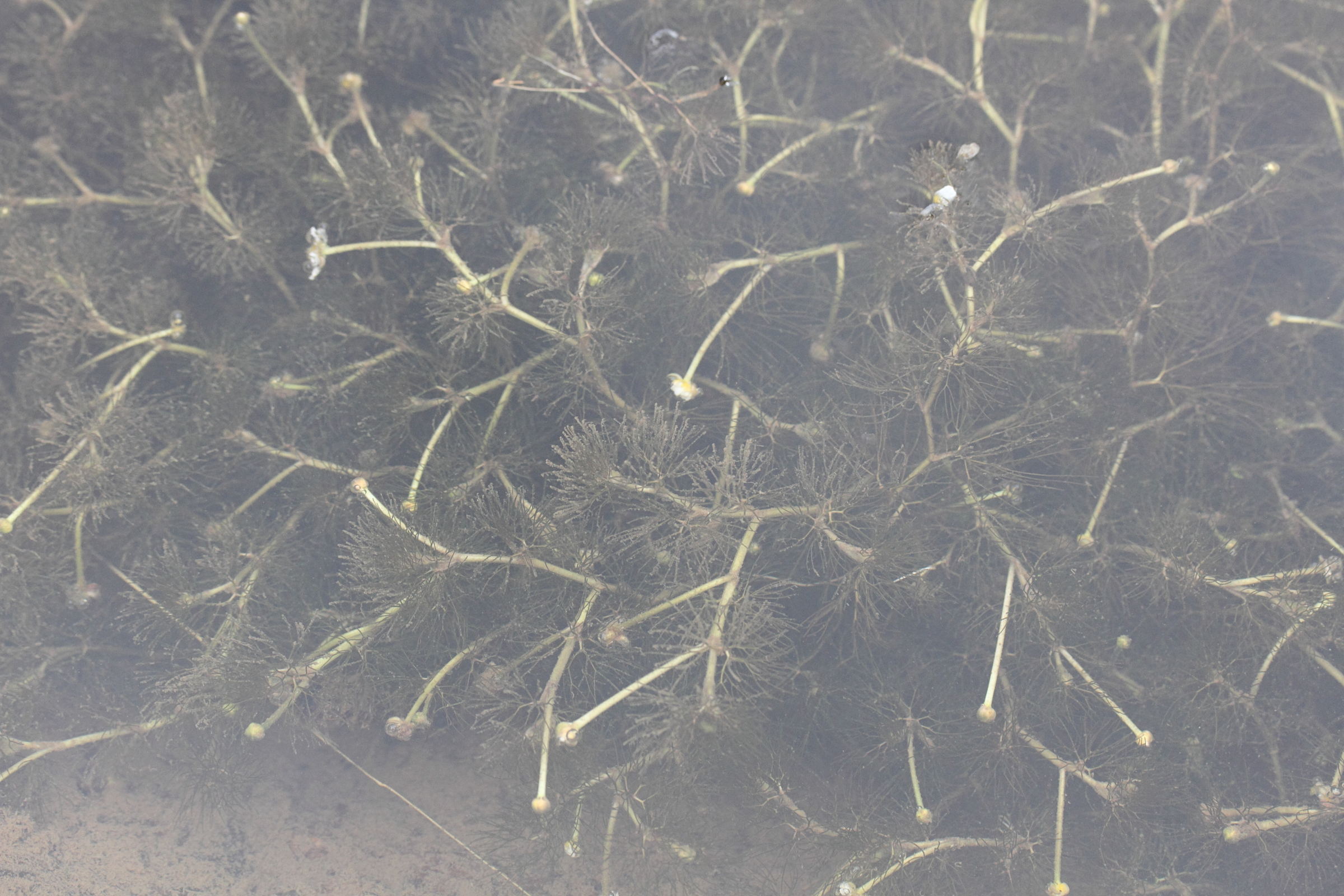 Afficher le média ranunculus_trichophyllus6md ranunculus_trichophyllus6md