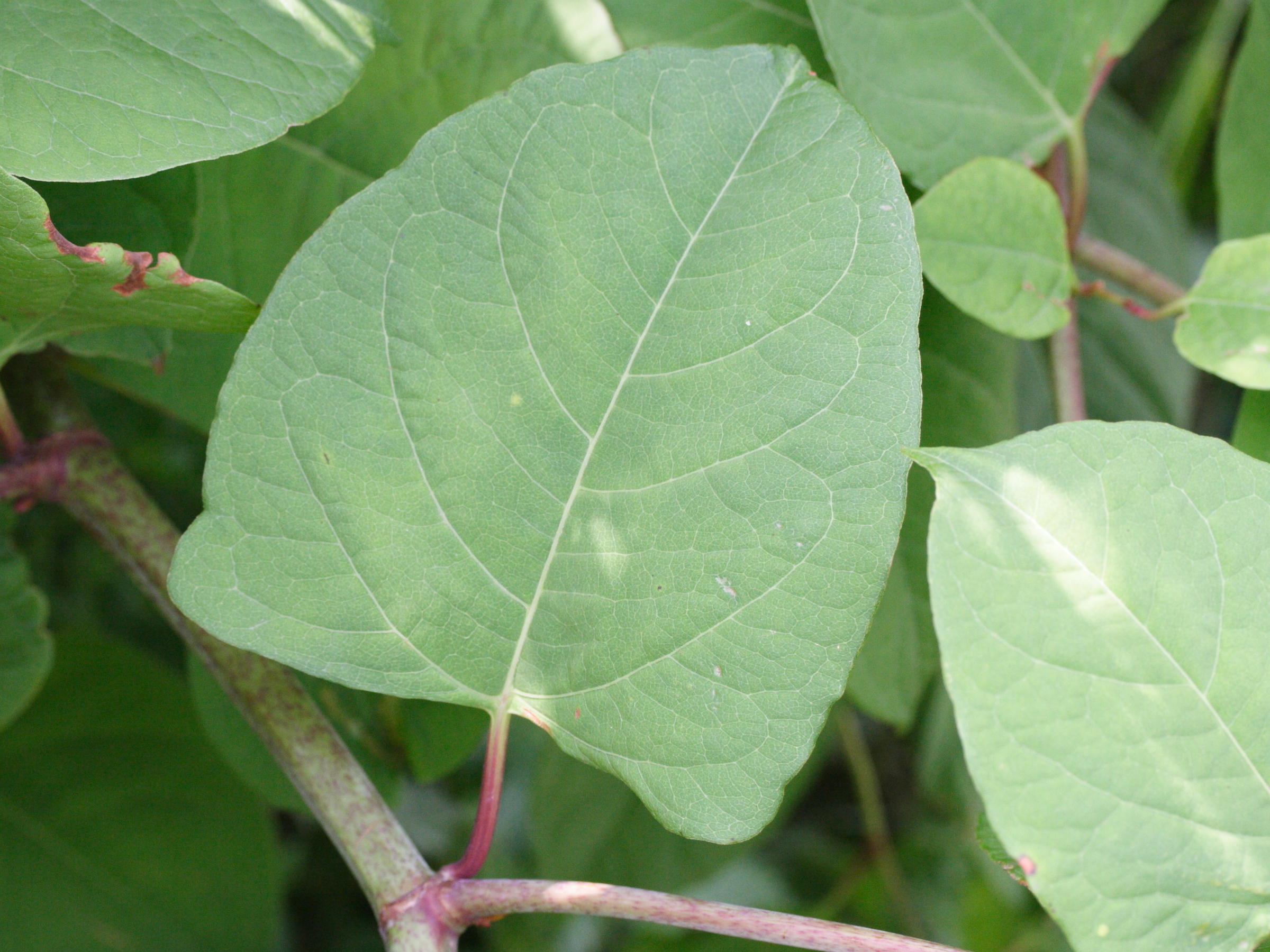 Afficher le média reynoutria_japonica6md reynoutria_japonica6md