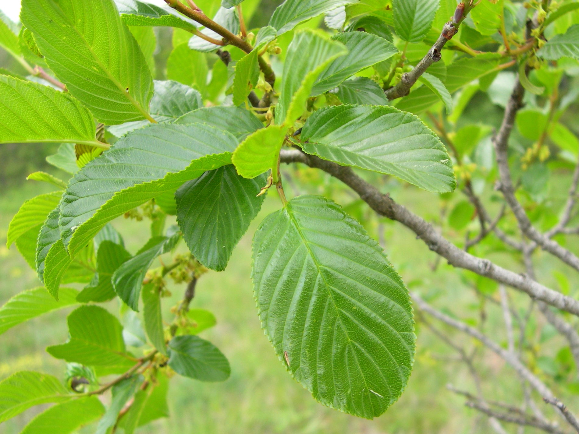 rhamnus_alpina2md