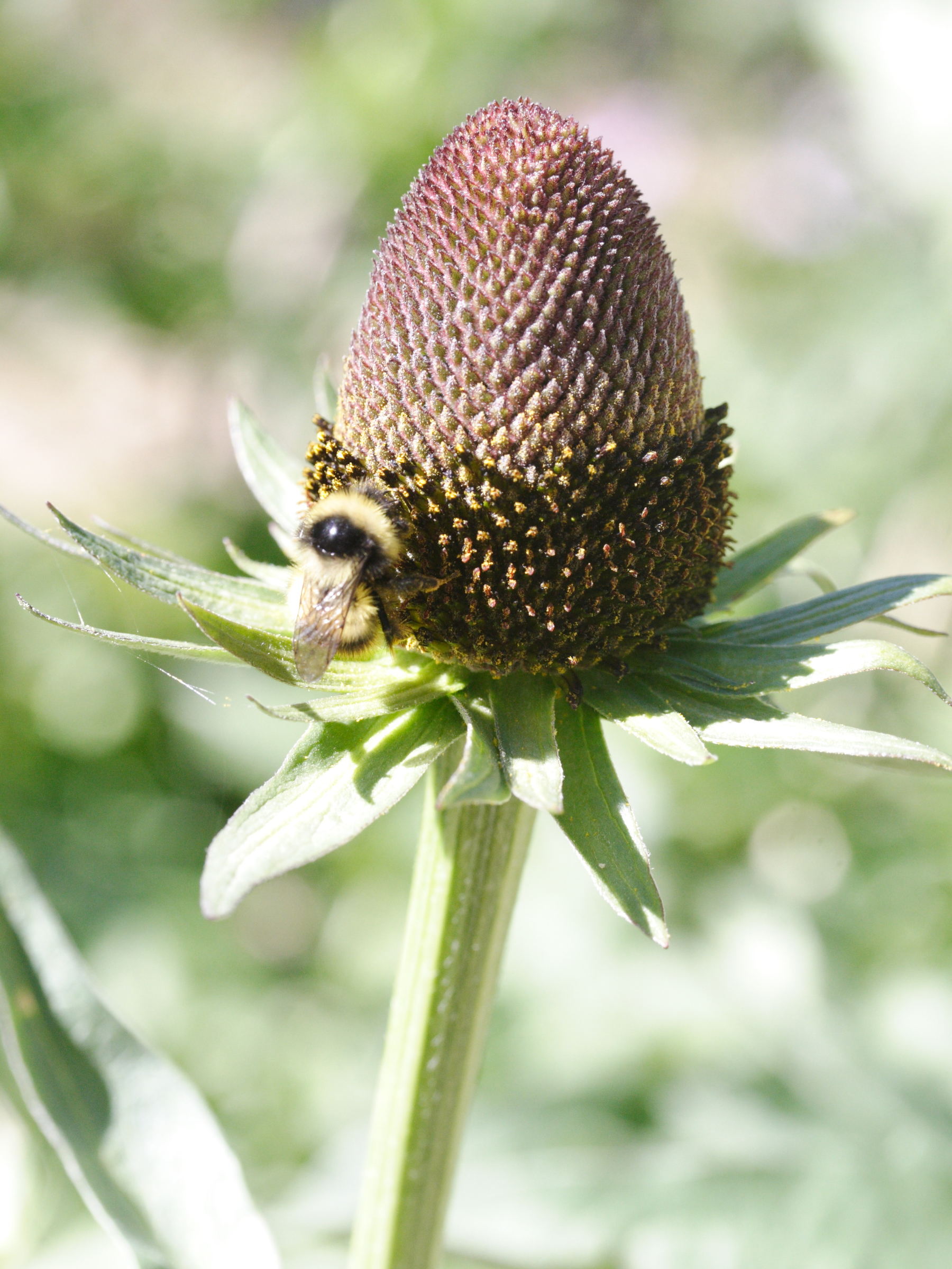 Afficher le média rudbeckia_occidentalis_montana3md rudbeckia_occidentalis_montana3md