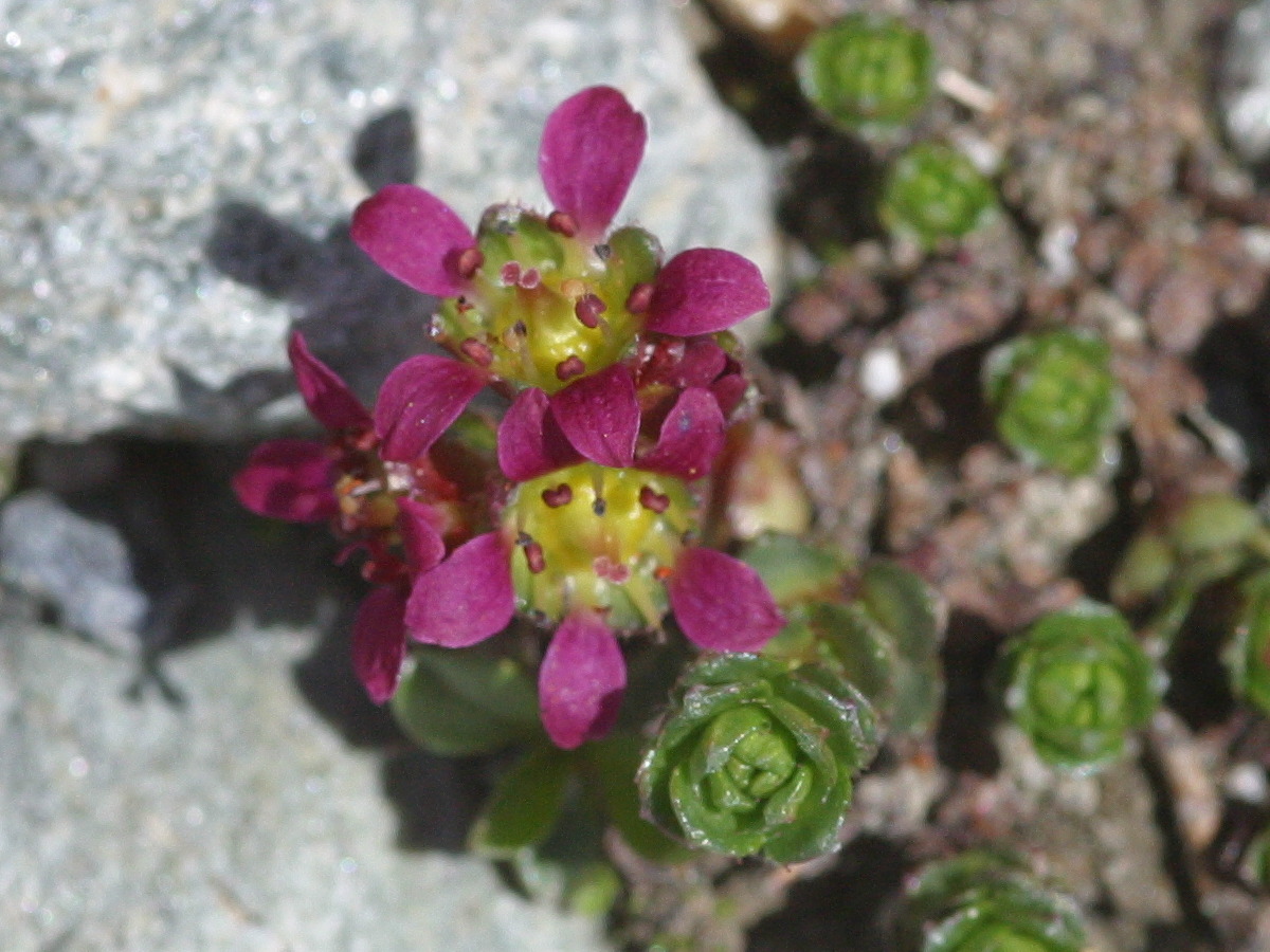 saxifraga_biflora2bd