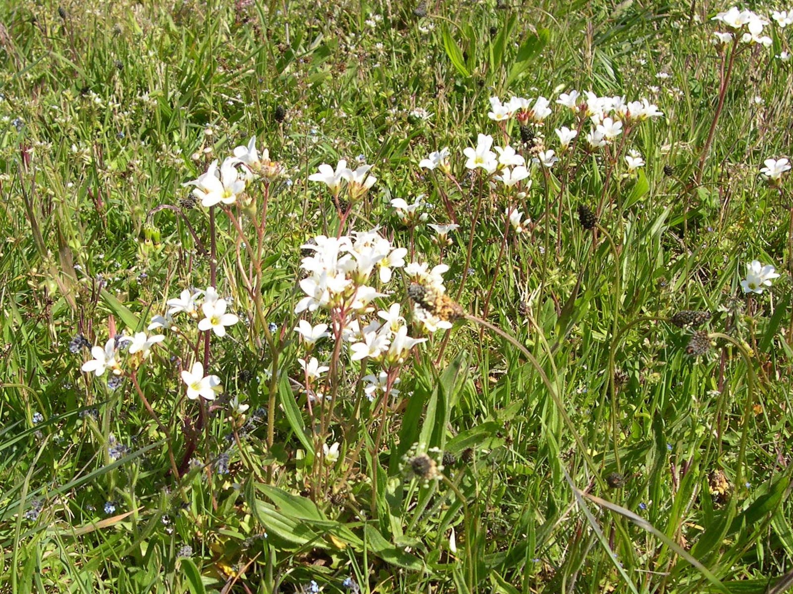 saxifraga_granulata1md
