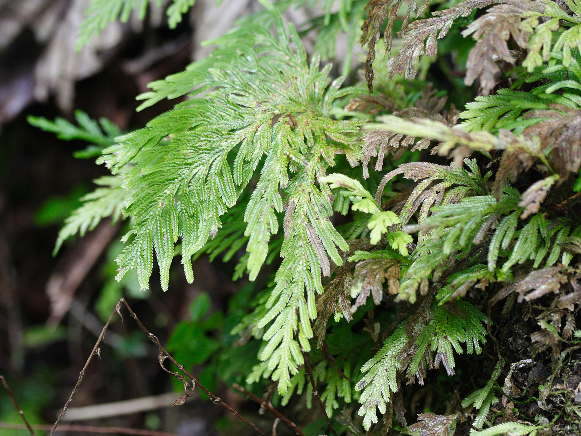 selaginella_flabellata2md