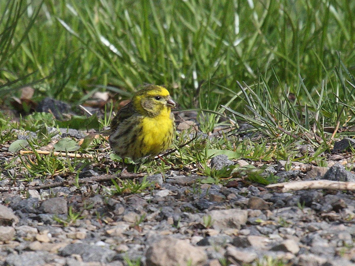 serin_cini_-_serinus_serinus4bd