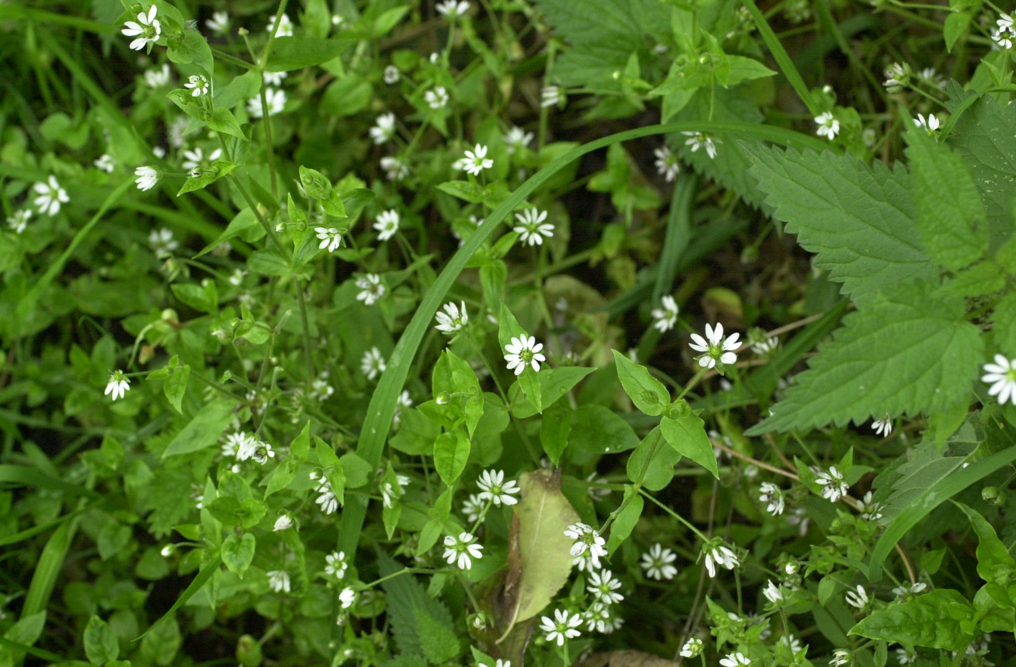 Afficher le média stellaria_nemorum2md stellaria_nemorum2md