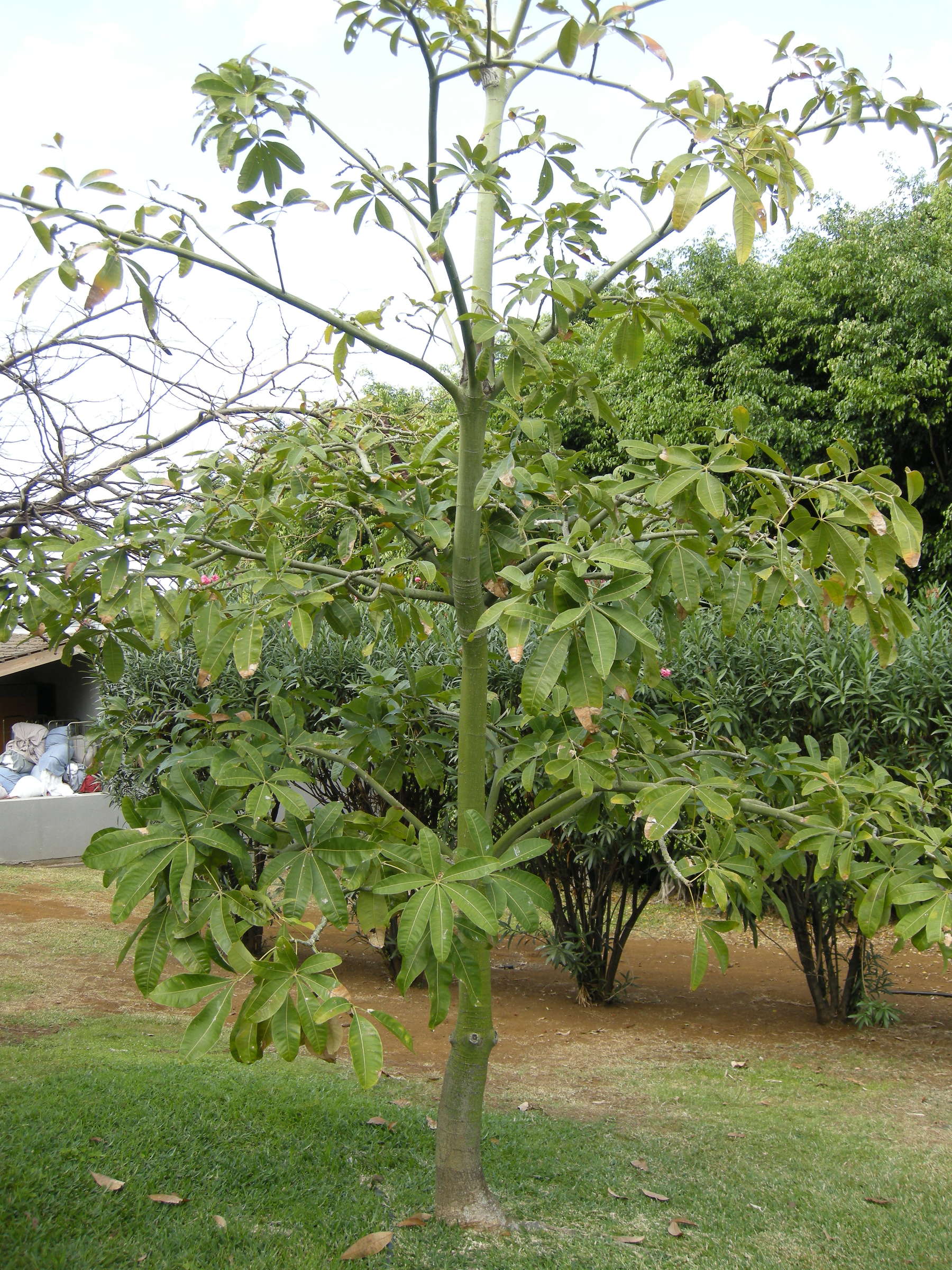 Afficher le média sterculia_foetida1md sterculia_foetida1md