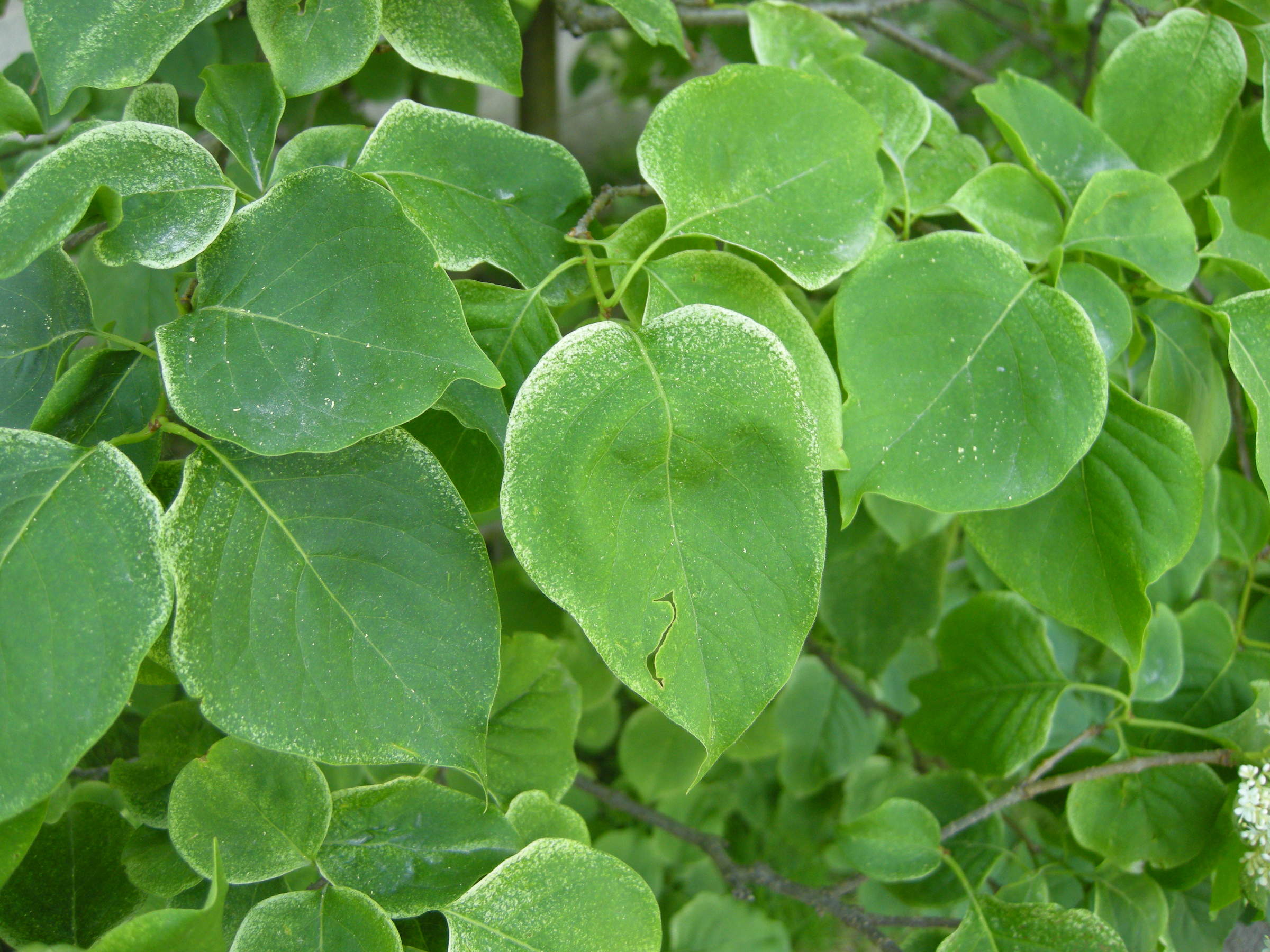 syringa_reticulata2md