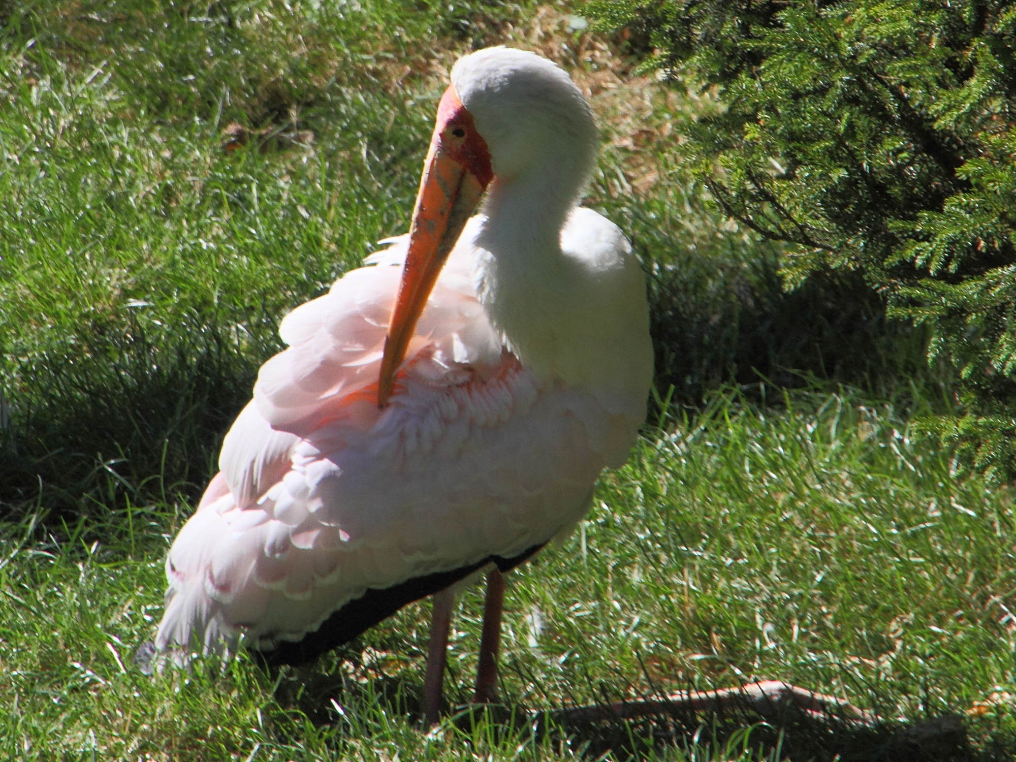 tantale_ibis_-_mycteria_ibis4md