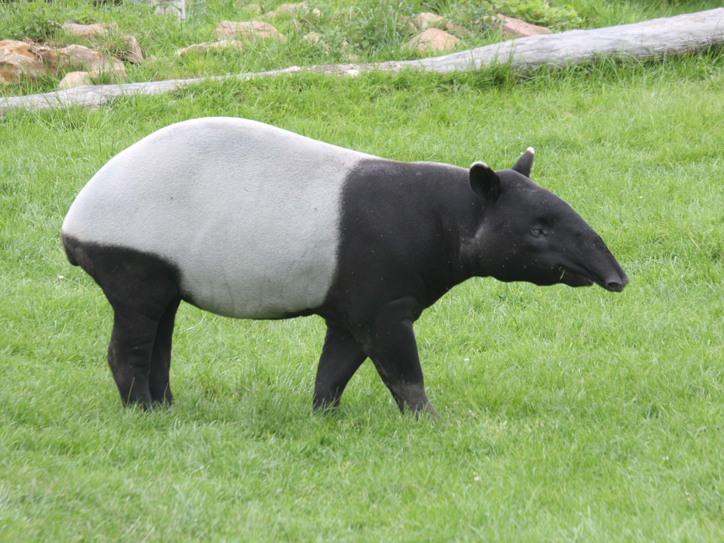 tapirus_indicus1md