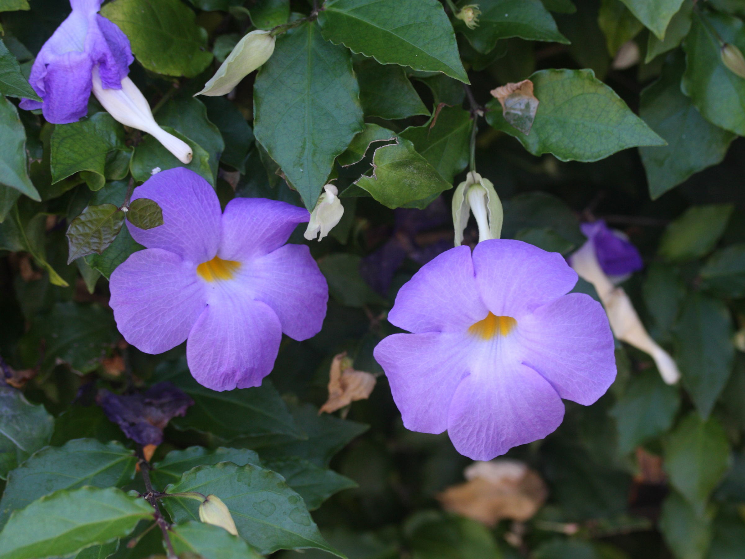 thunbergia_erecta4md