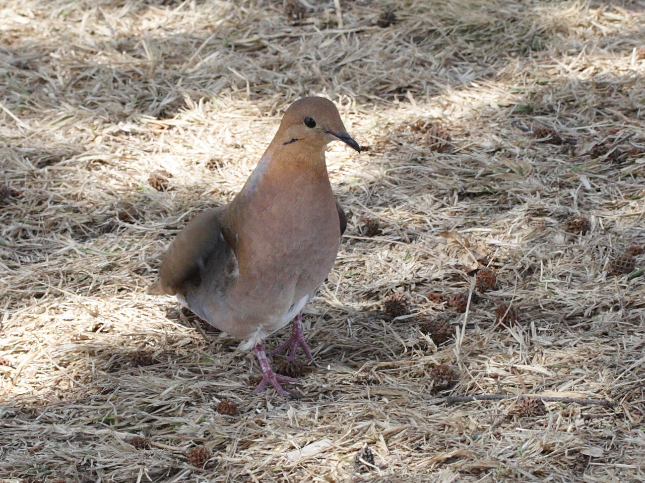 tourterelle_a_queue_carree_-_zenaida_aurita4md