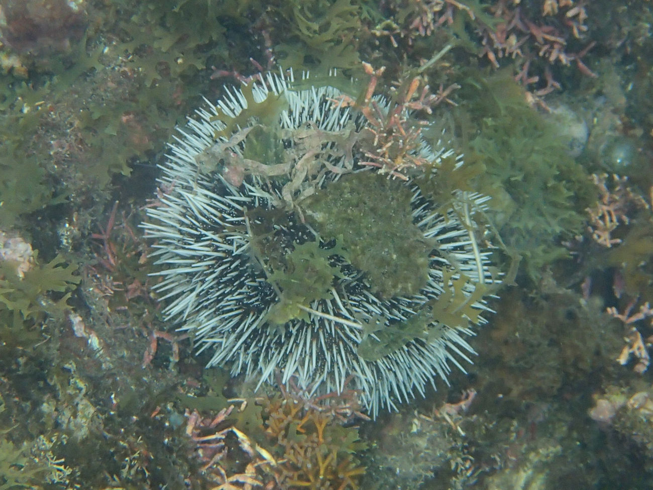 tripneustes_ventricosus3sd