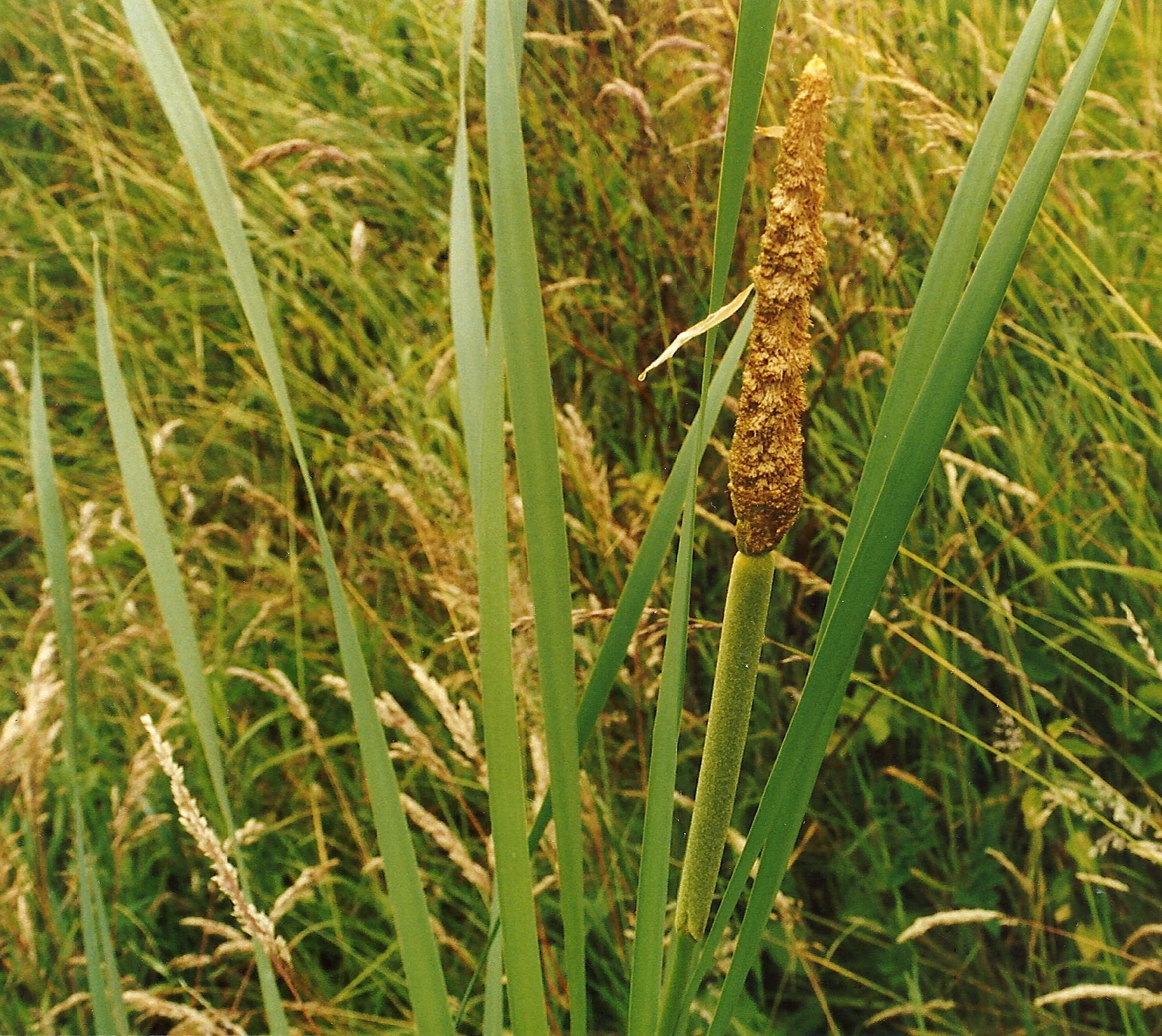 Afficher le média typha_latifolia4sd typha_latifolia4sd