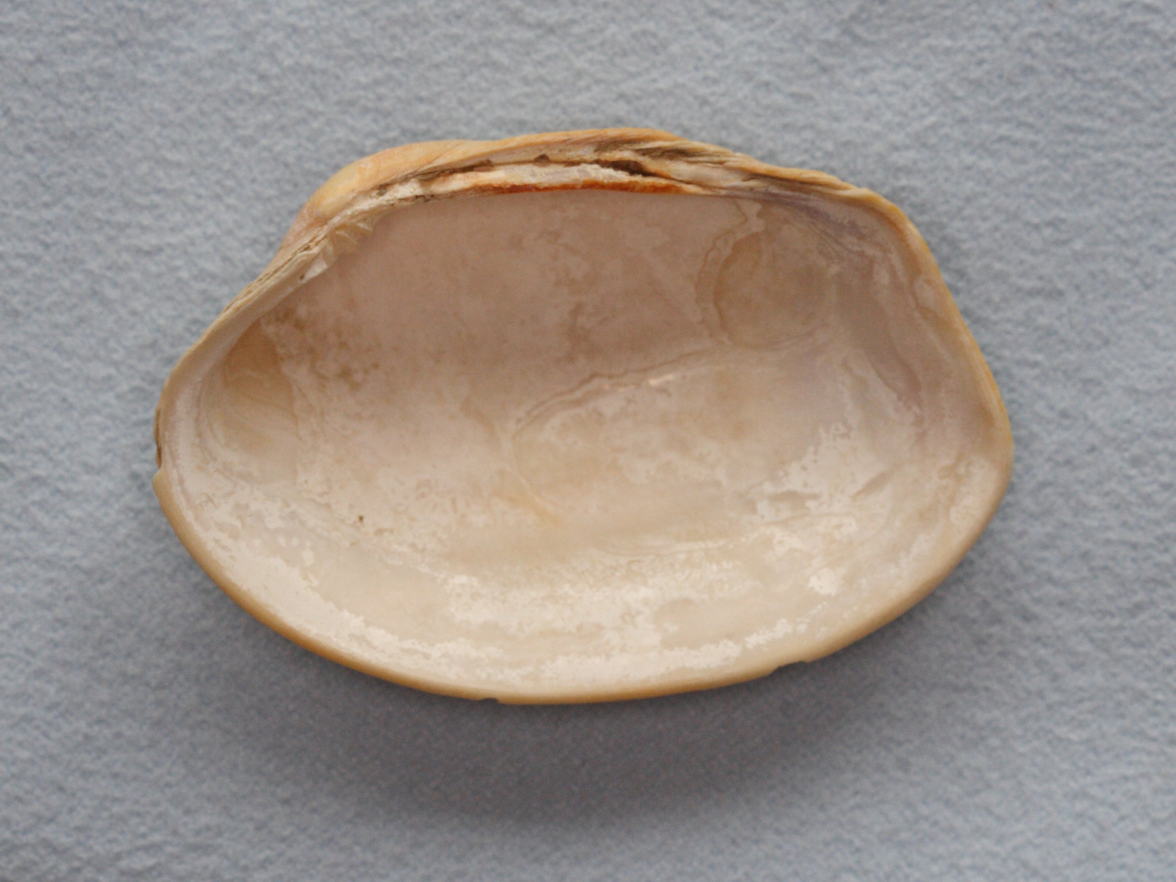 Afficher le média venerupis_senegalensis5md venerupis_senegalensis5md