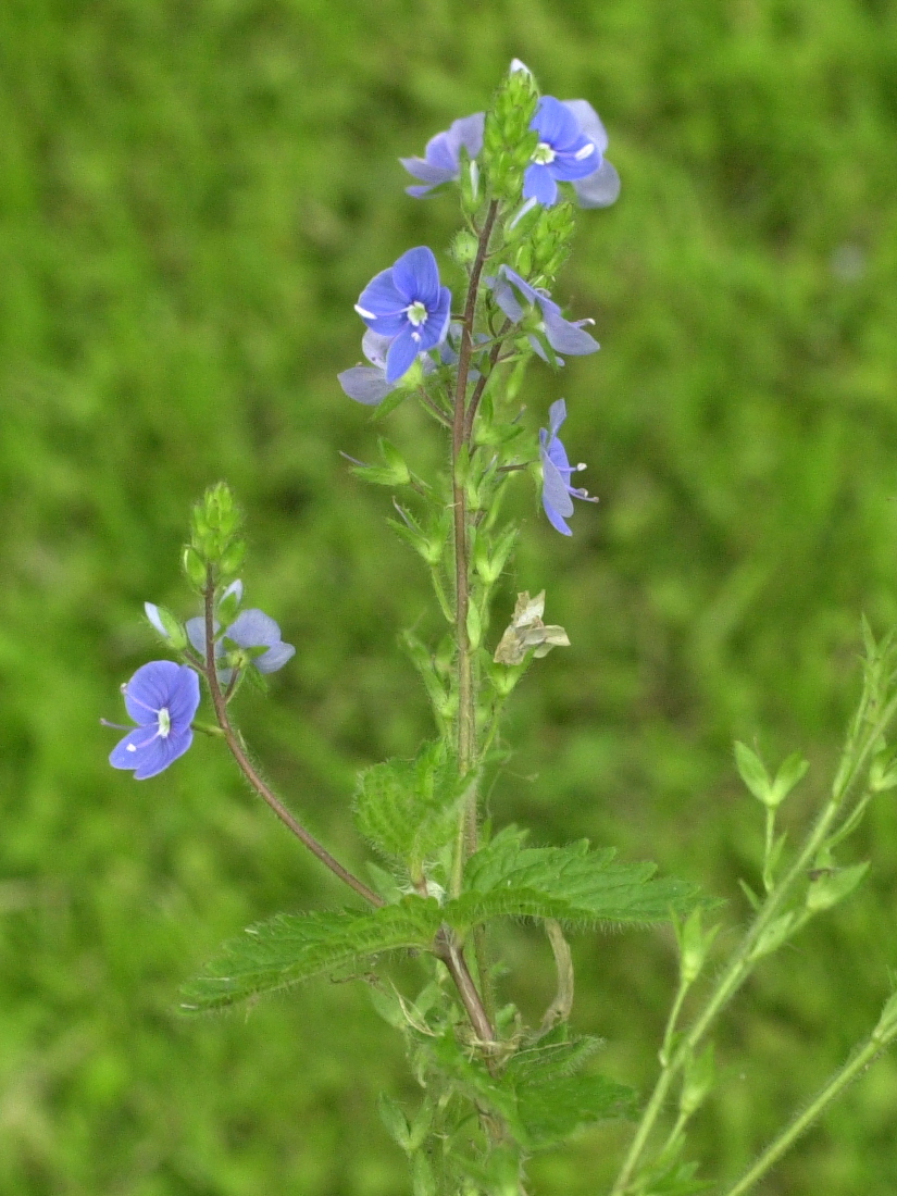 Afficher le média veronica_chamaedrys2bmd veronica_chamaedrys2bmd