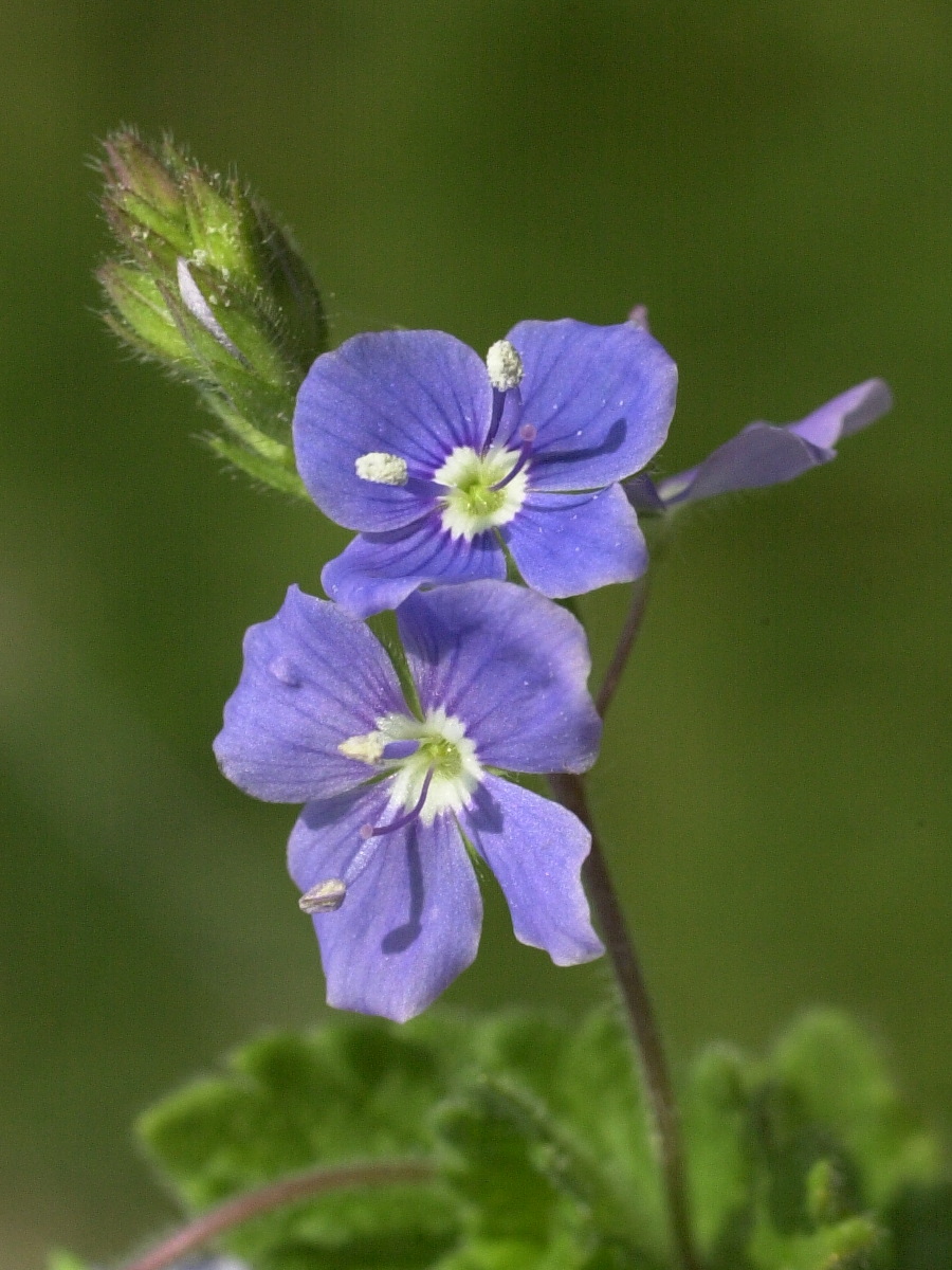 Afficher le média veronica_chamaedrys3md veronica_chamaedrys3md