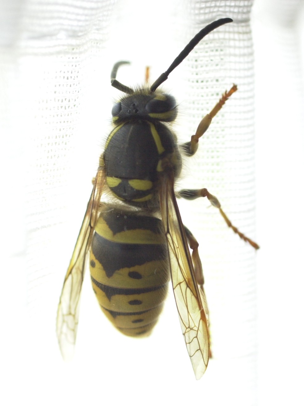 vespula_vulgaris1md