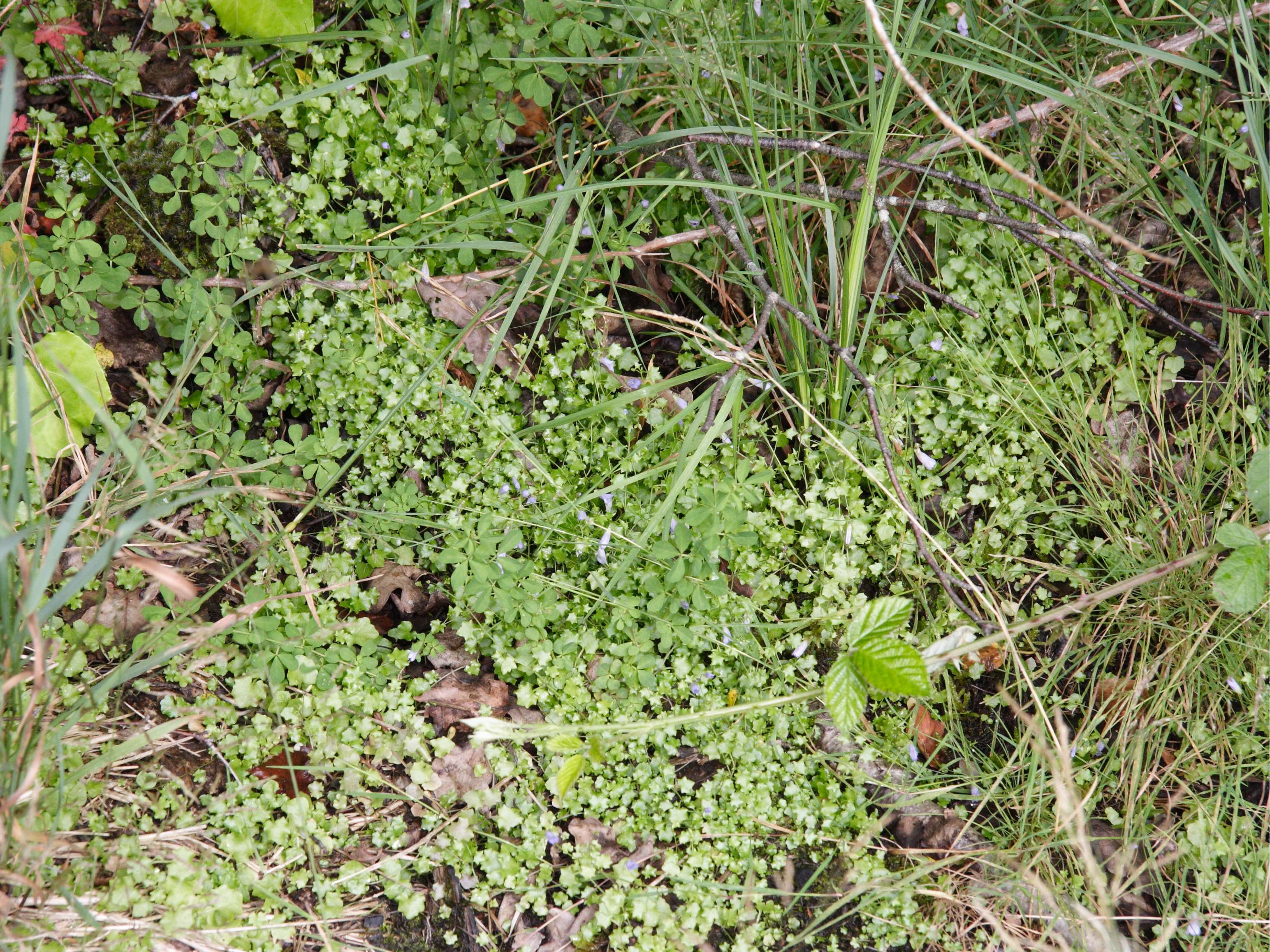 Afficher le média wahlenbergia_hederacea3md wahlenbergia_hederacea3md