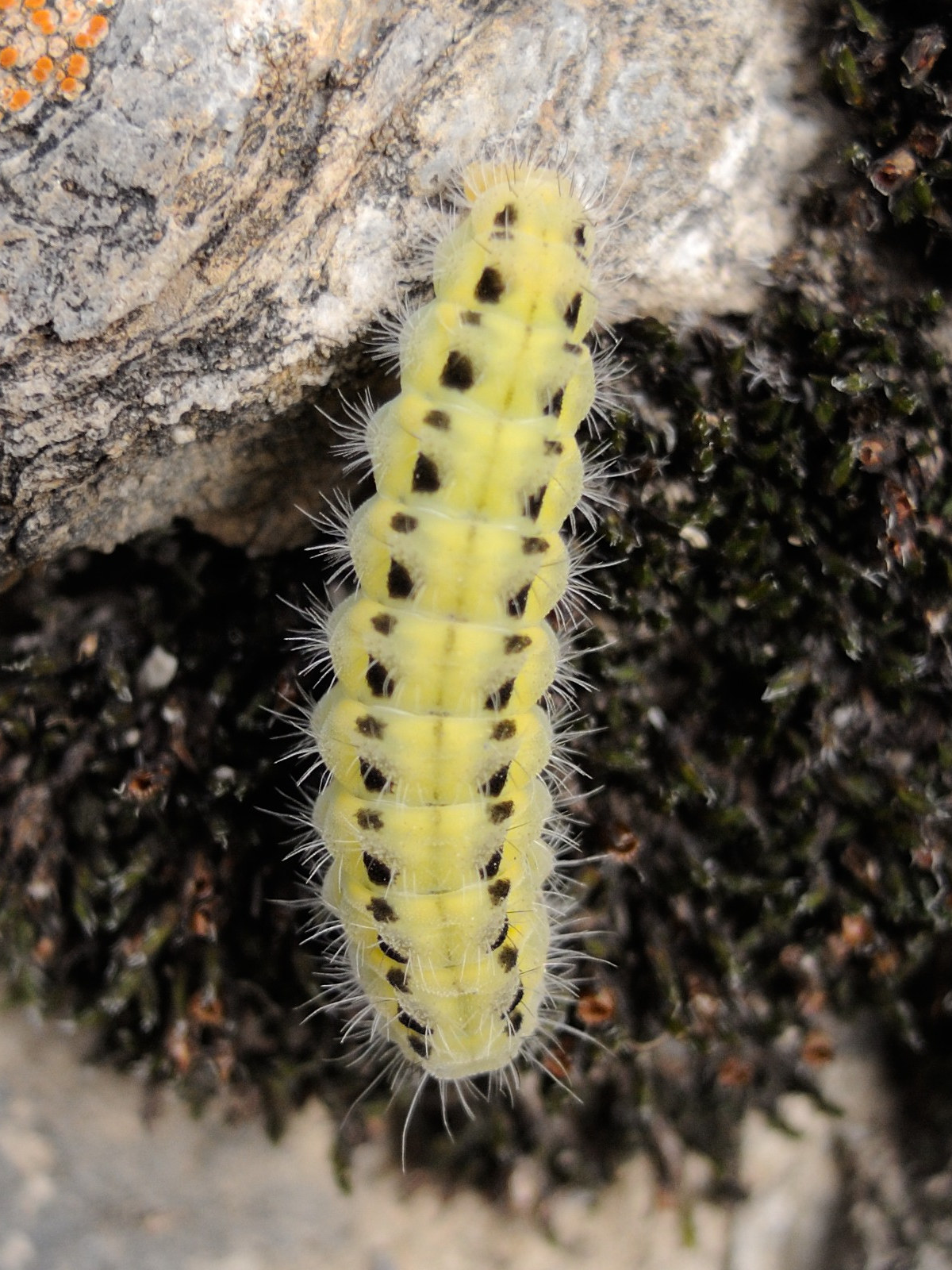 zygaena_purpuralis_ch1md